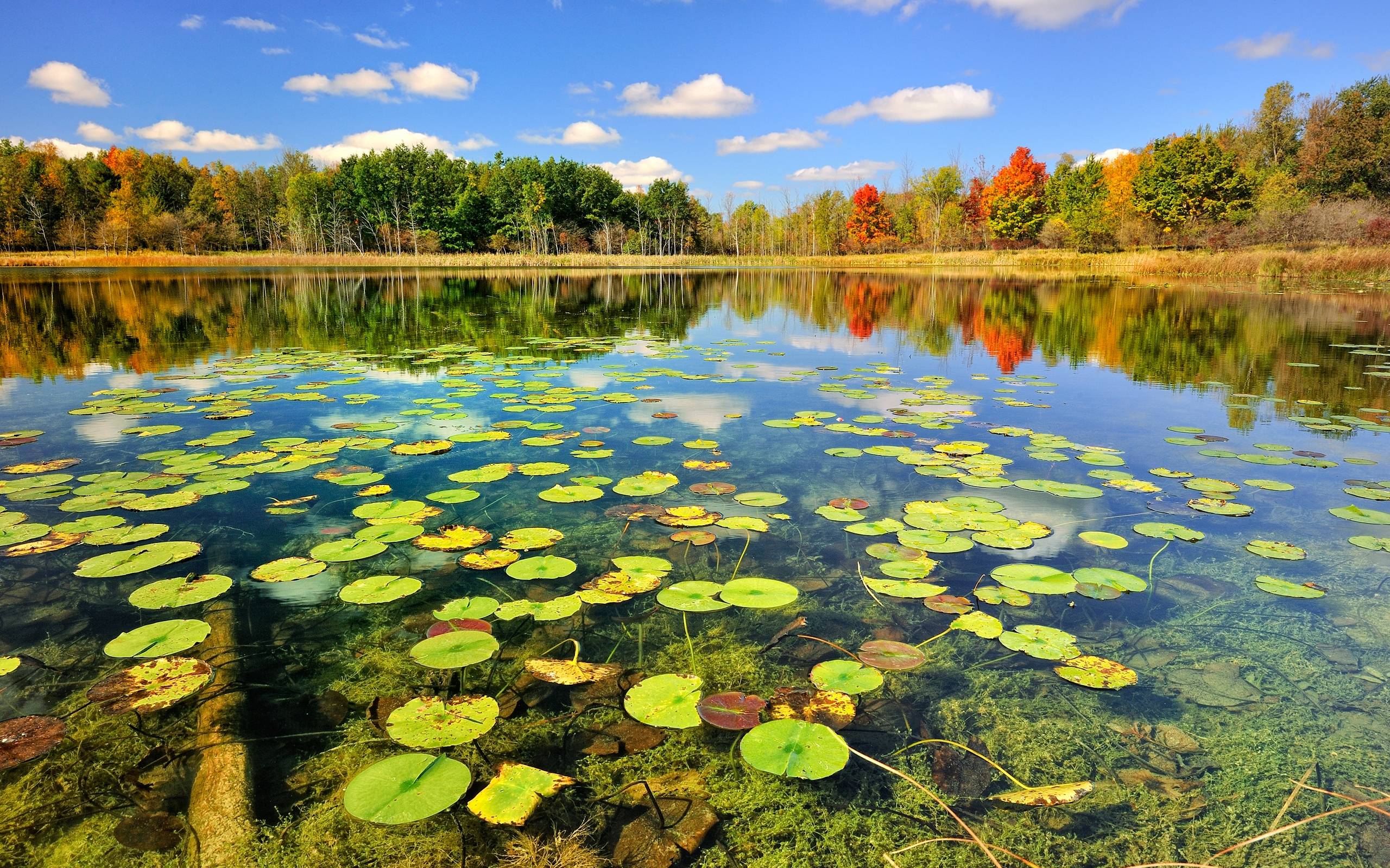 Lago con ninfee autunnali, 2560x1600 2K+, Desktop
