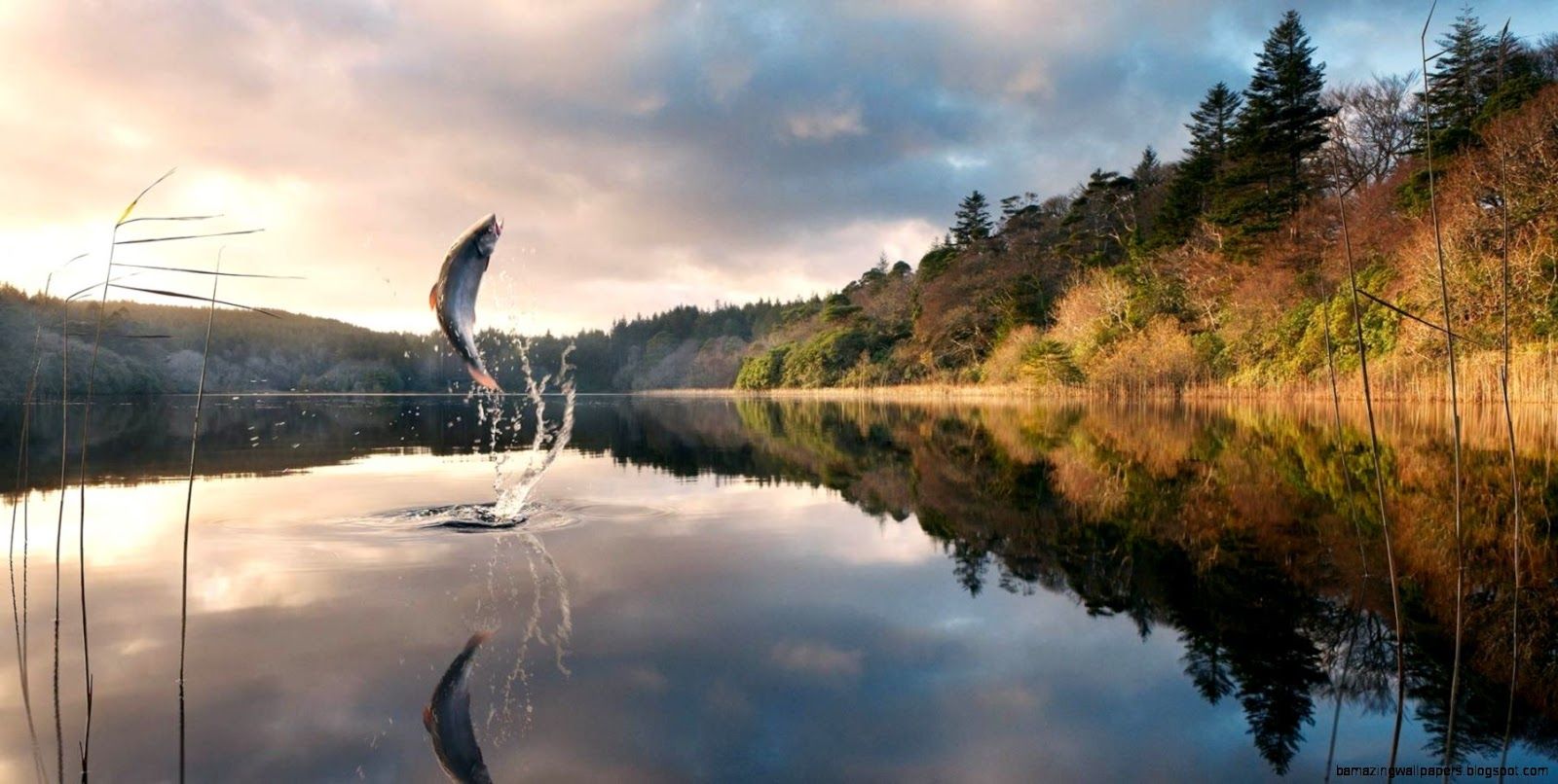 Pesce che salta sul lago, 1600x806 HD, Desktop