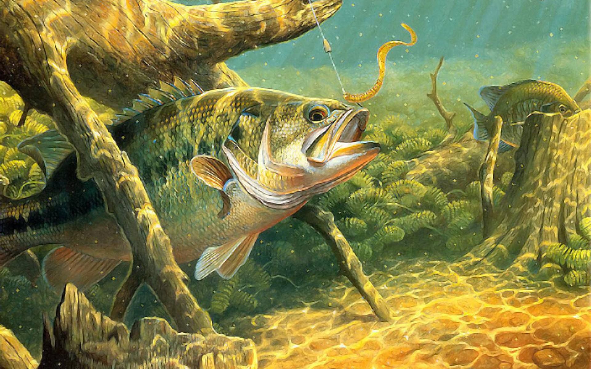 Persico che caccia esca sott'acqua, 1920x1200 Full HD+, PC