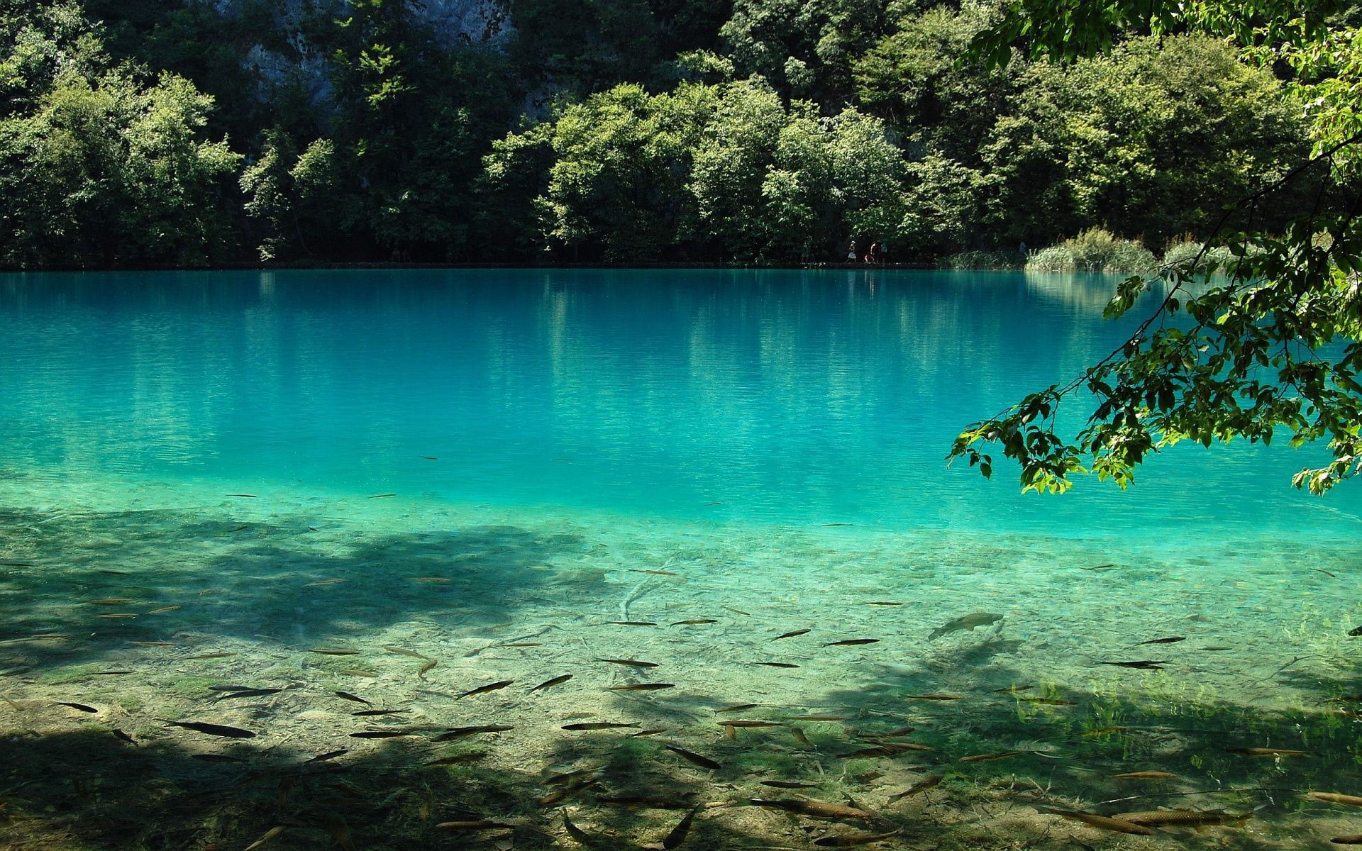 Lago turchese con pesci visibili, 1920x1200 Full HD+, Laptop