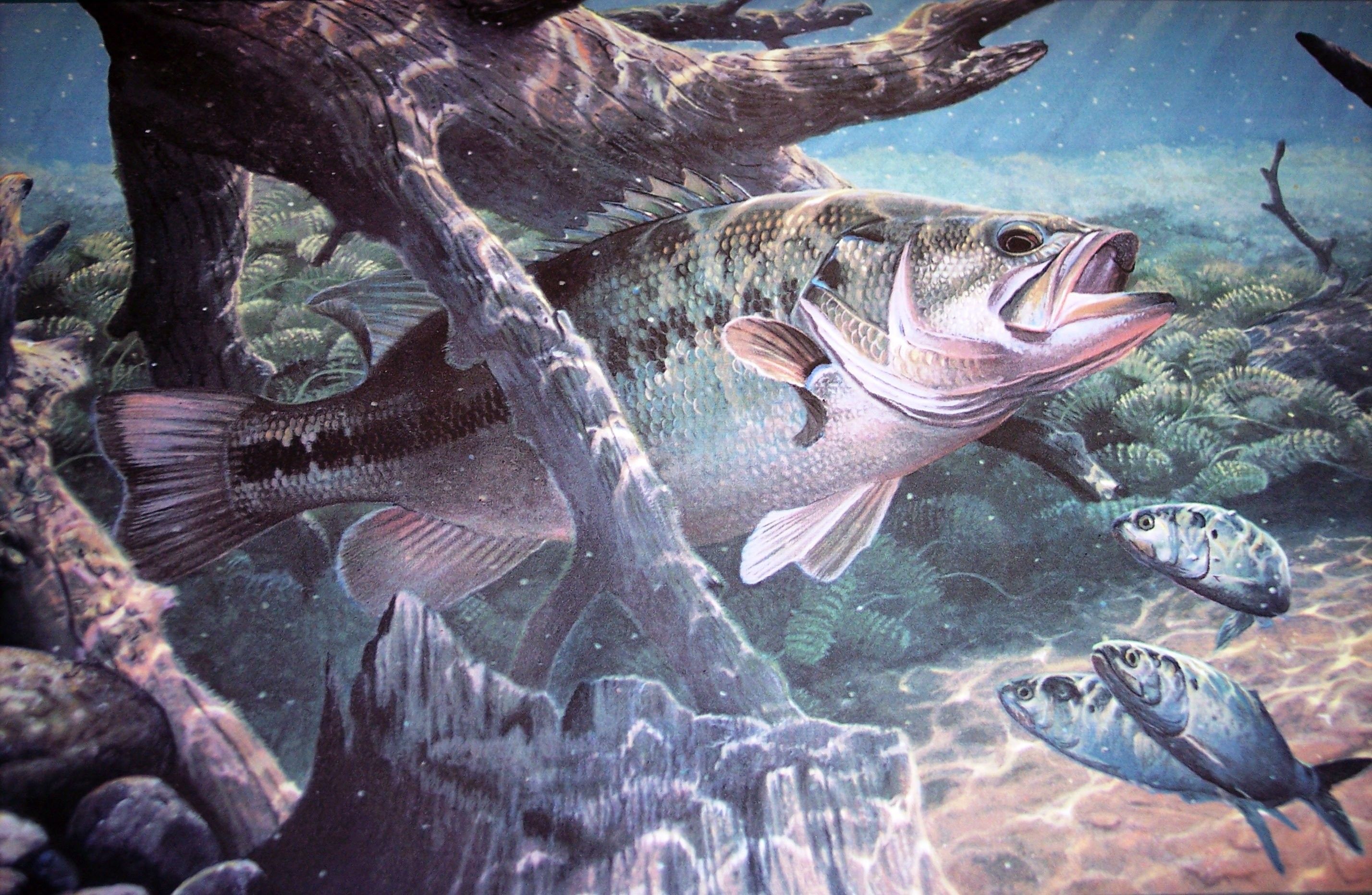Pesca persico trota subacquea, 2856x1864 2K, Desktop
