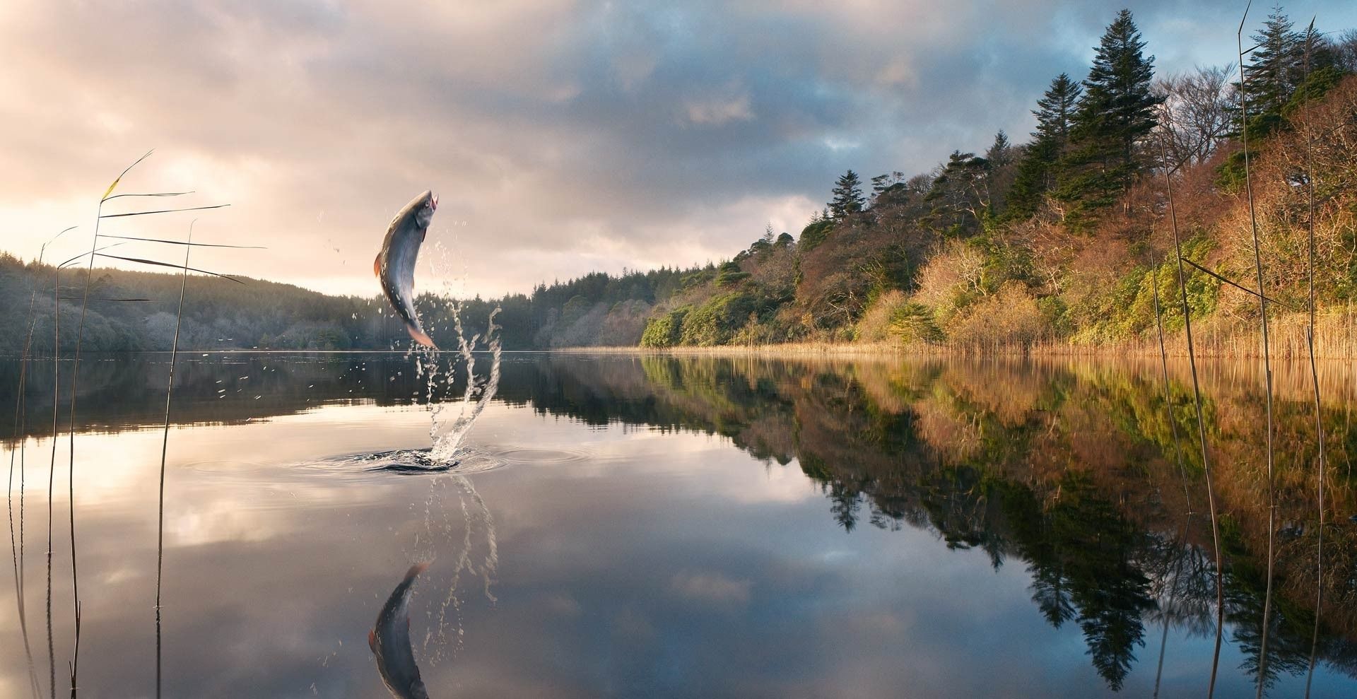 Pesce che salta dal lago, 1920x989 1080p, iMac
