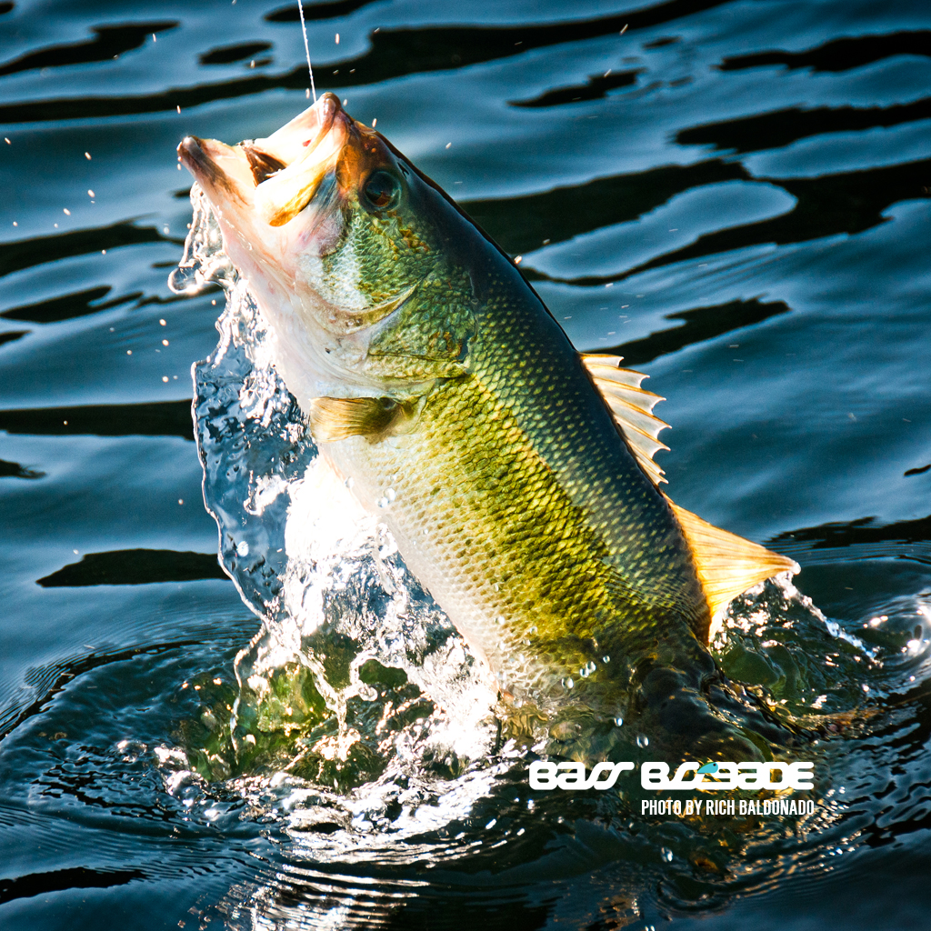 Pesce persico salta dall'acqua, 1024x1024 HD, iMac