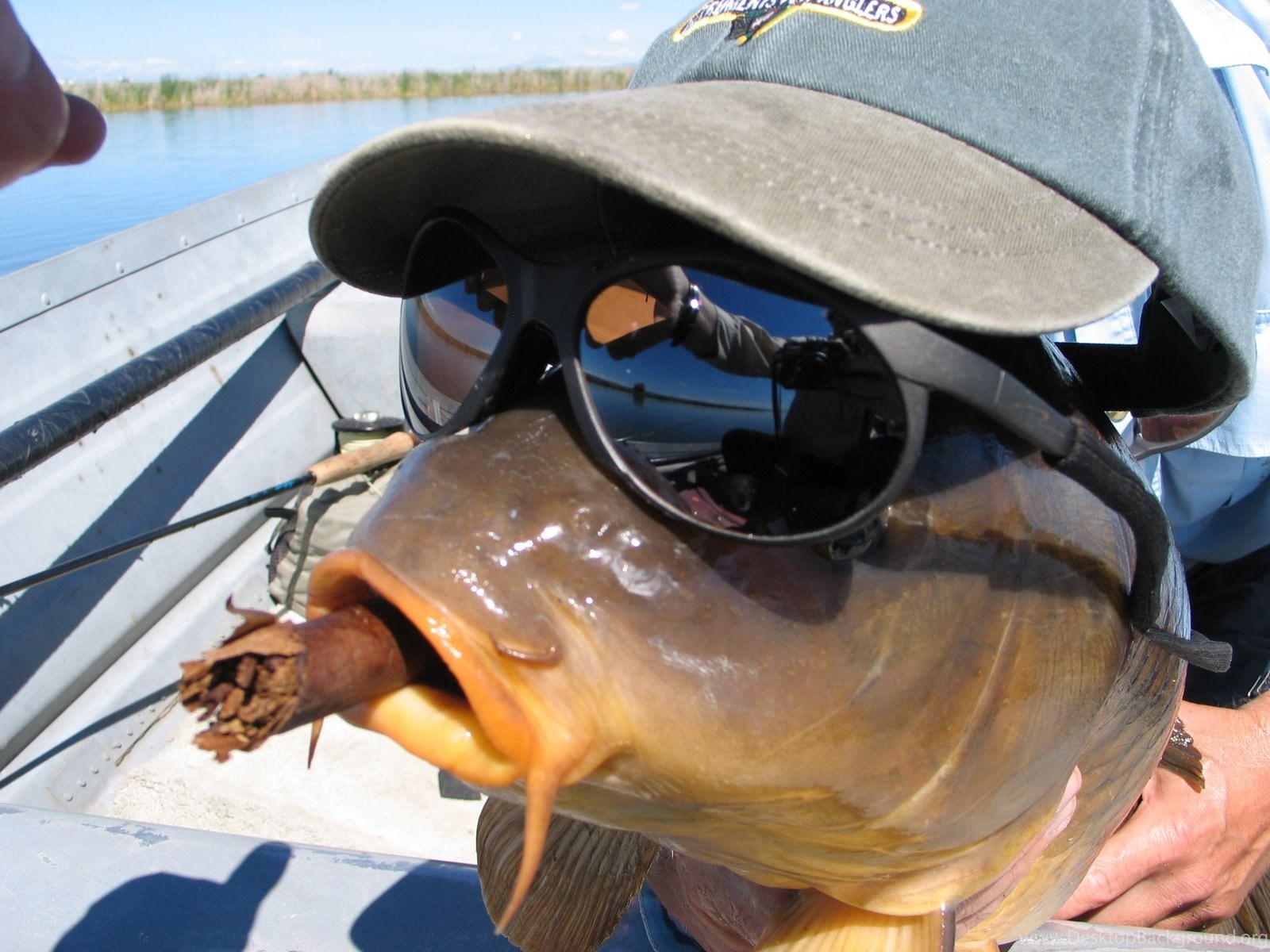 Pesce persico trota che salta acqua, 1024x768 HD, iMac