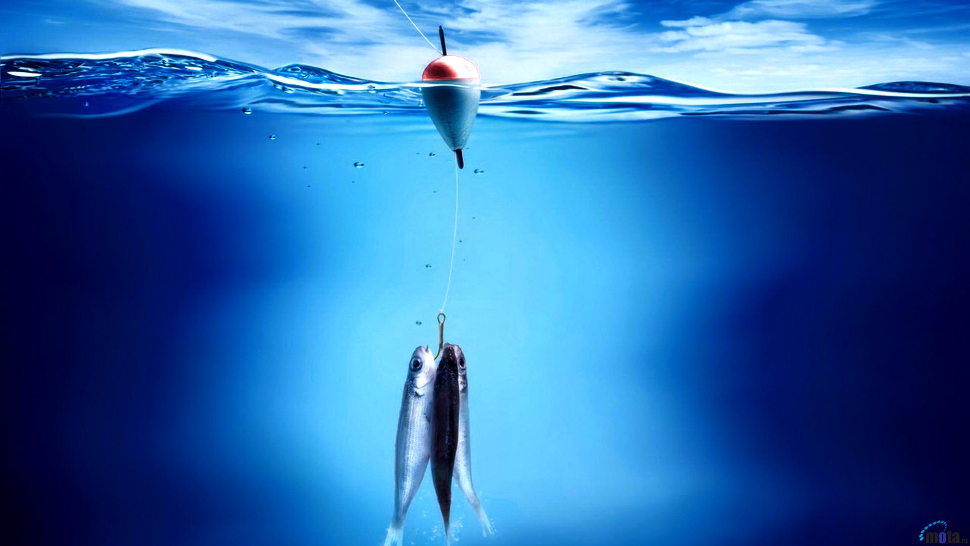 Galleggiante e pesci in acqua, 1920x1080 1080p, Desktop