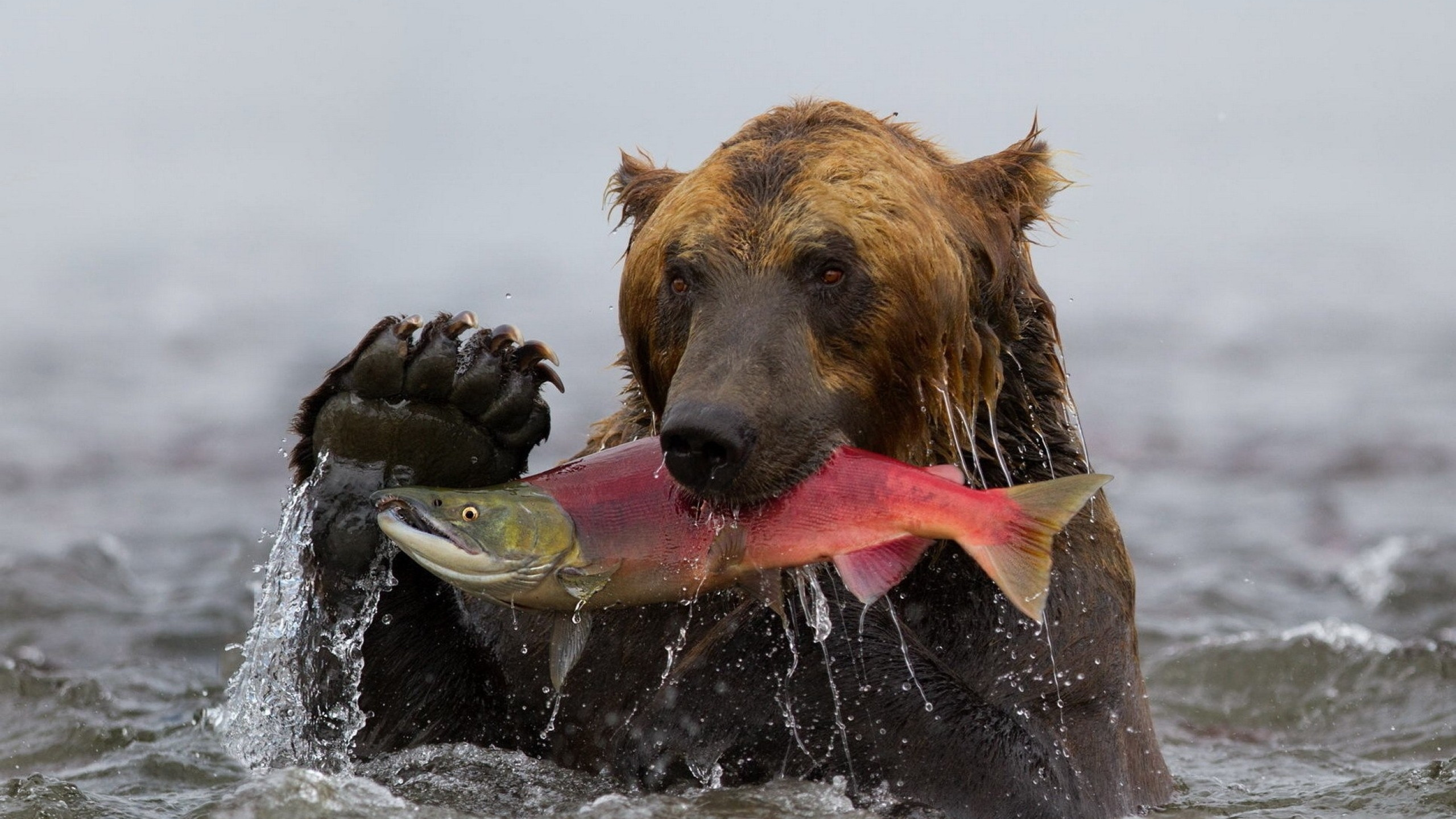 Pesca sul ghiaccio con pesce gigante, 2880x1800 WQXGA, Laptop