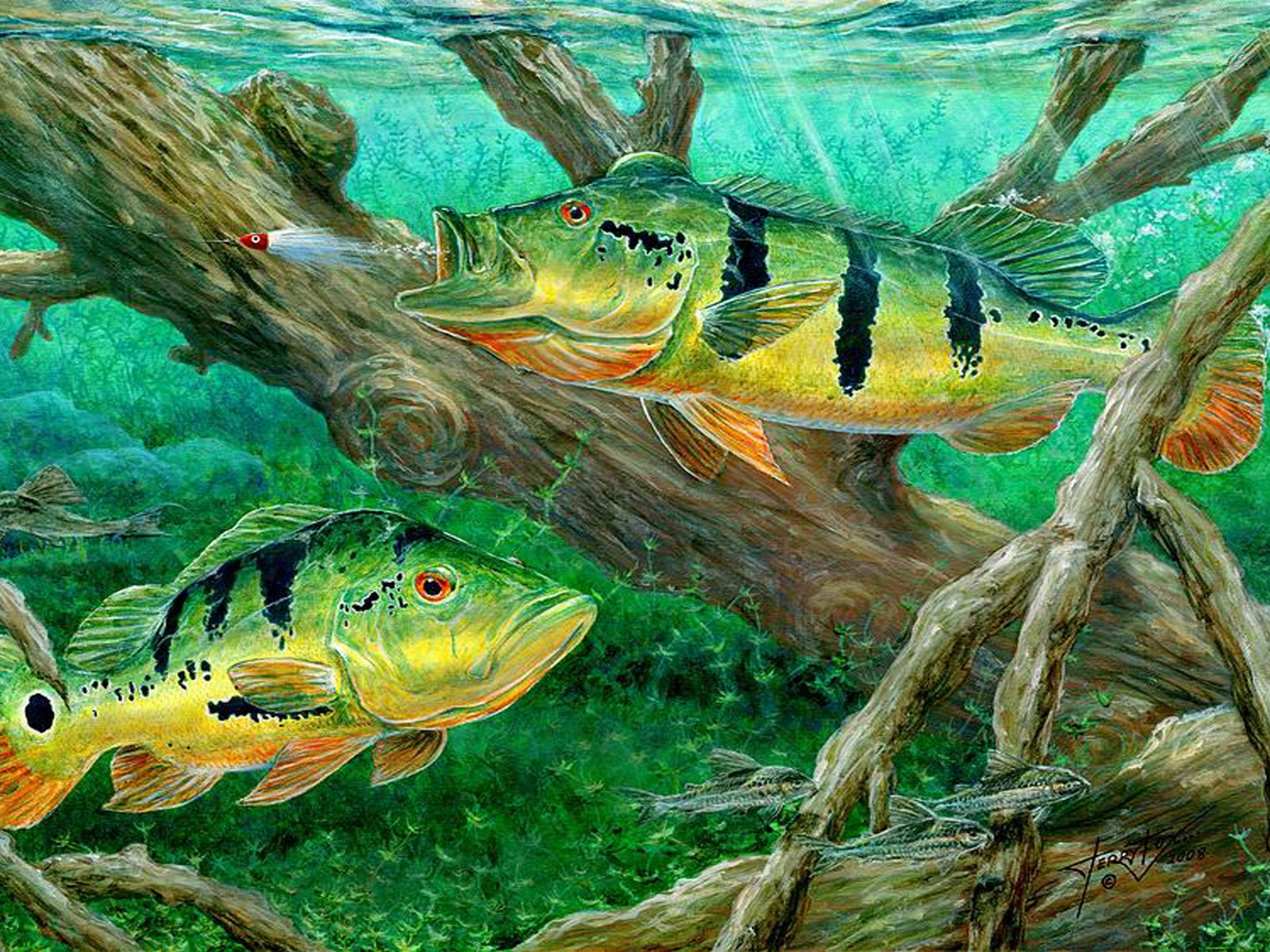 Persico boccalone sott'acqua, 1600x1600 HD Ready, PC