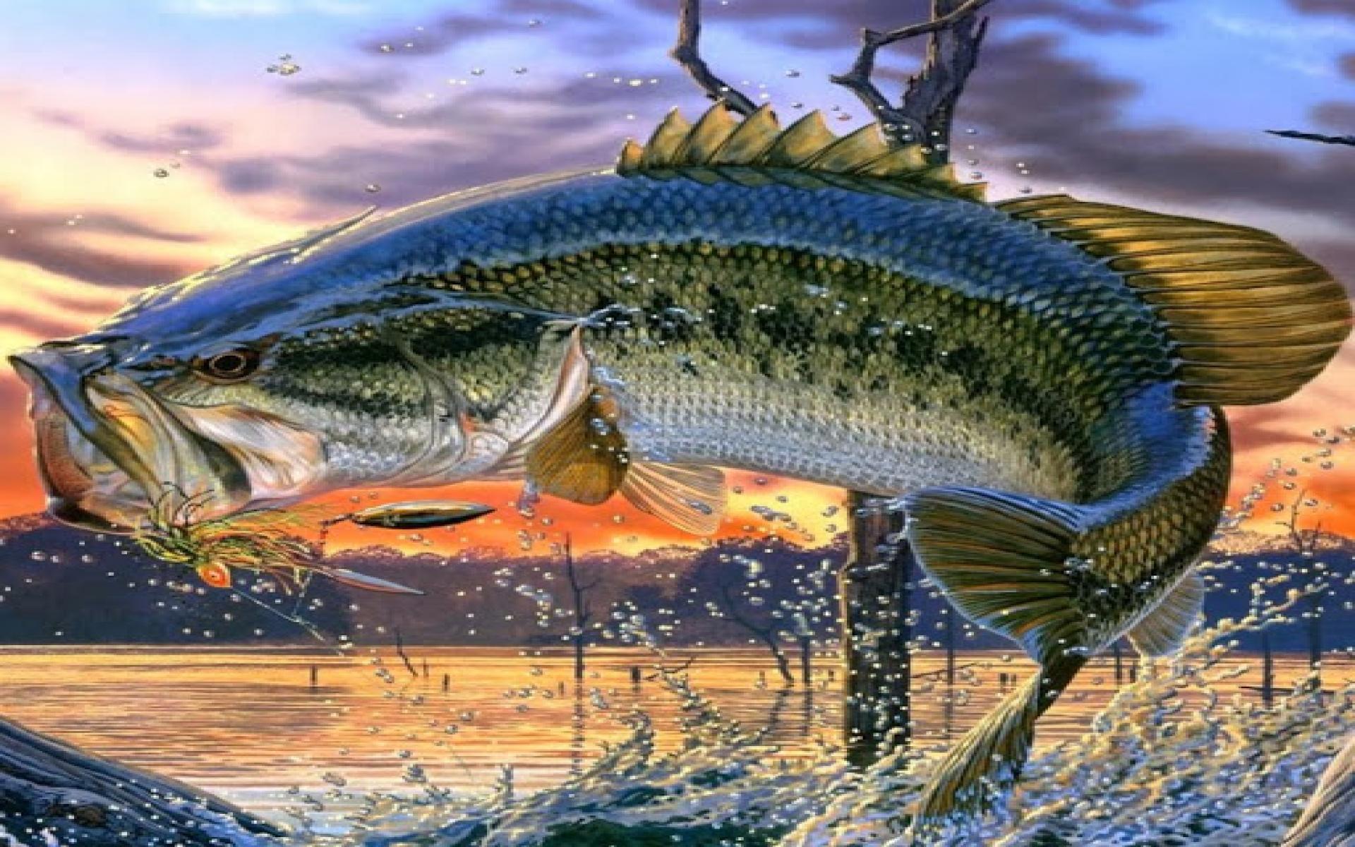 Pesce persico su ghiaccio, 972x952 HD, Desktop