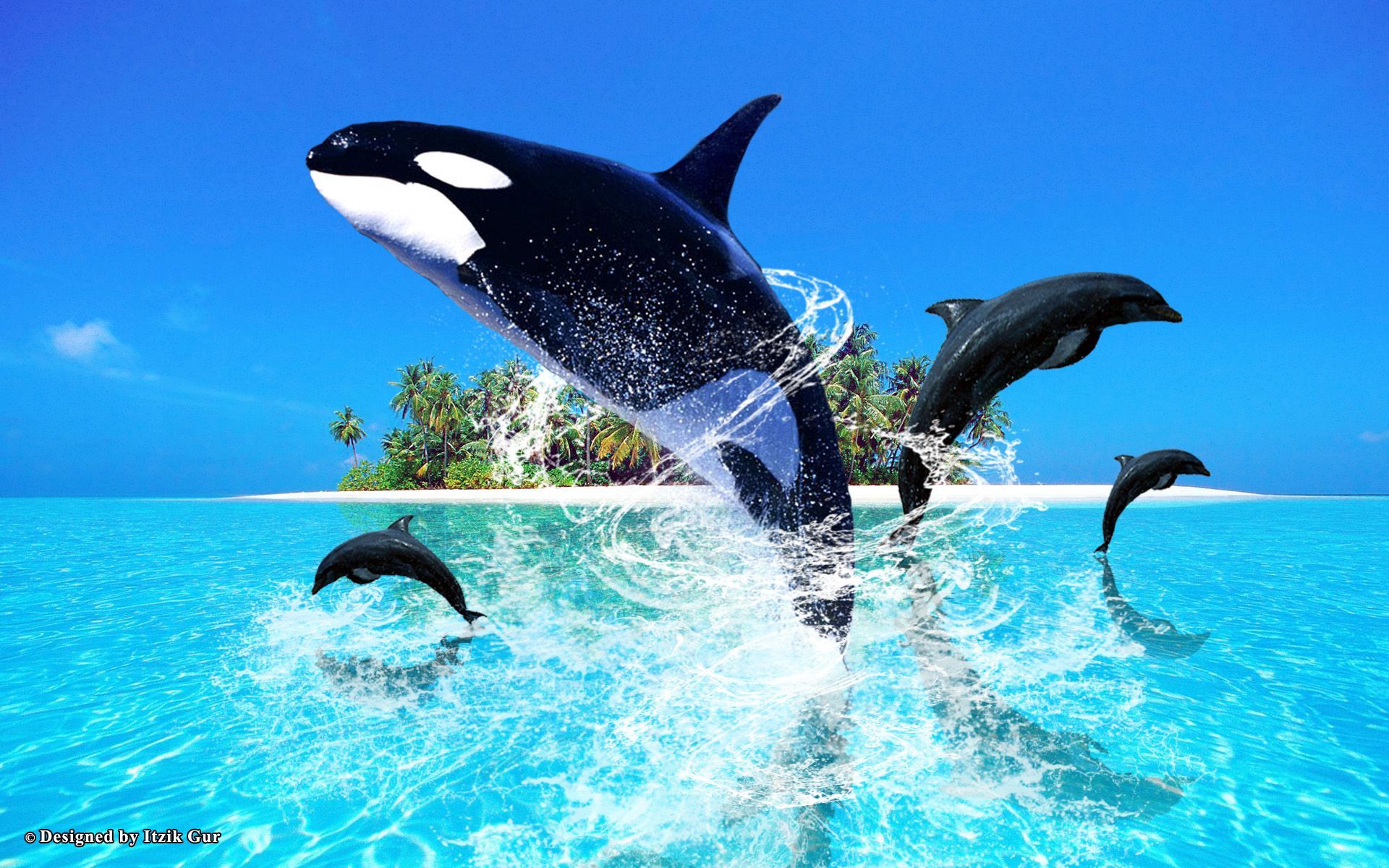 Orca e delfini che saltano, 1920x1200 Full HD+, Desktop