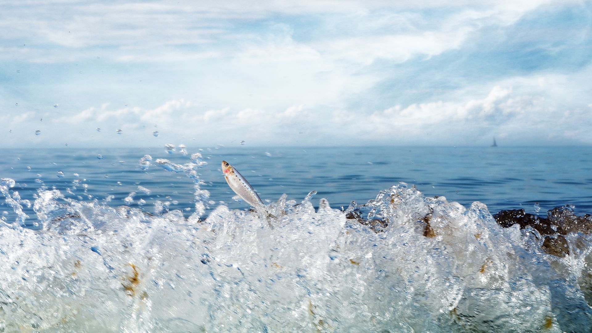 Pesce che salta dall'onda, 1920x1080 1080p, PC