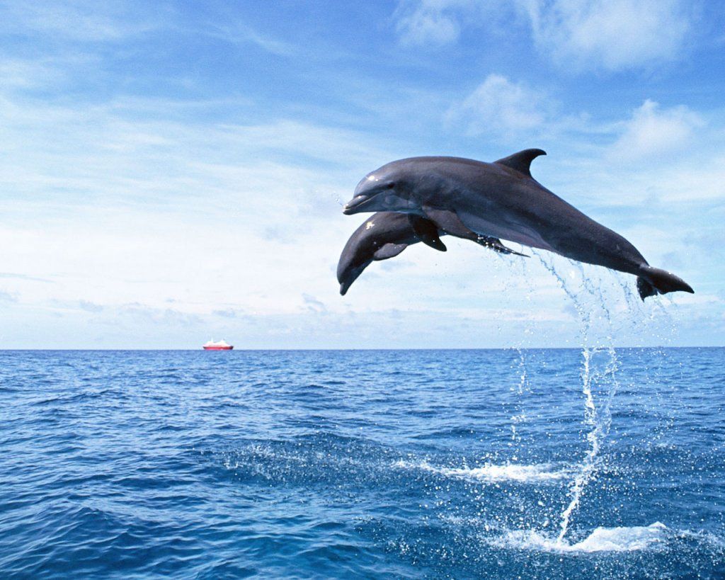 Delfini che saltano dall'acqua, 1024x819 HD, Desktop