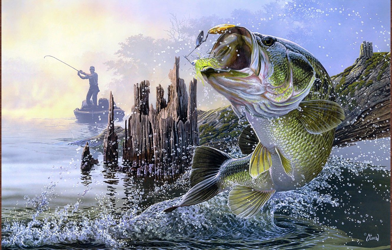 Pesce persico che salta, pescatore, 1332x850 HD, Desktop