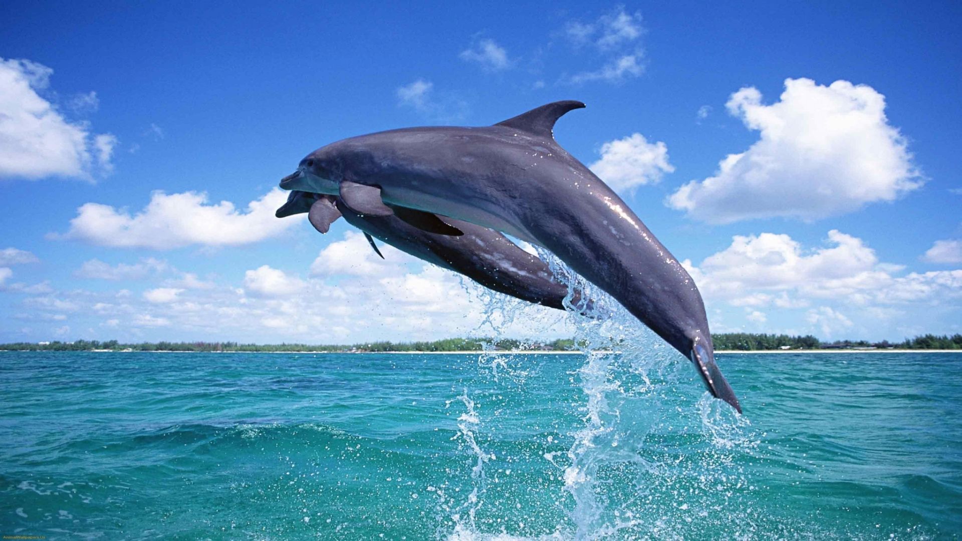Delfino che salta dal mare, 1920x1080 1080p, PC