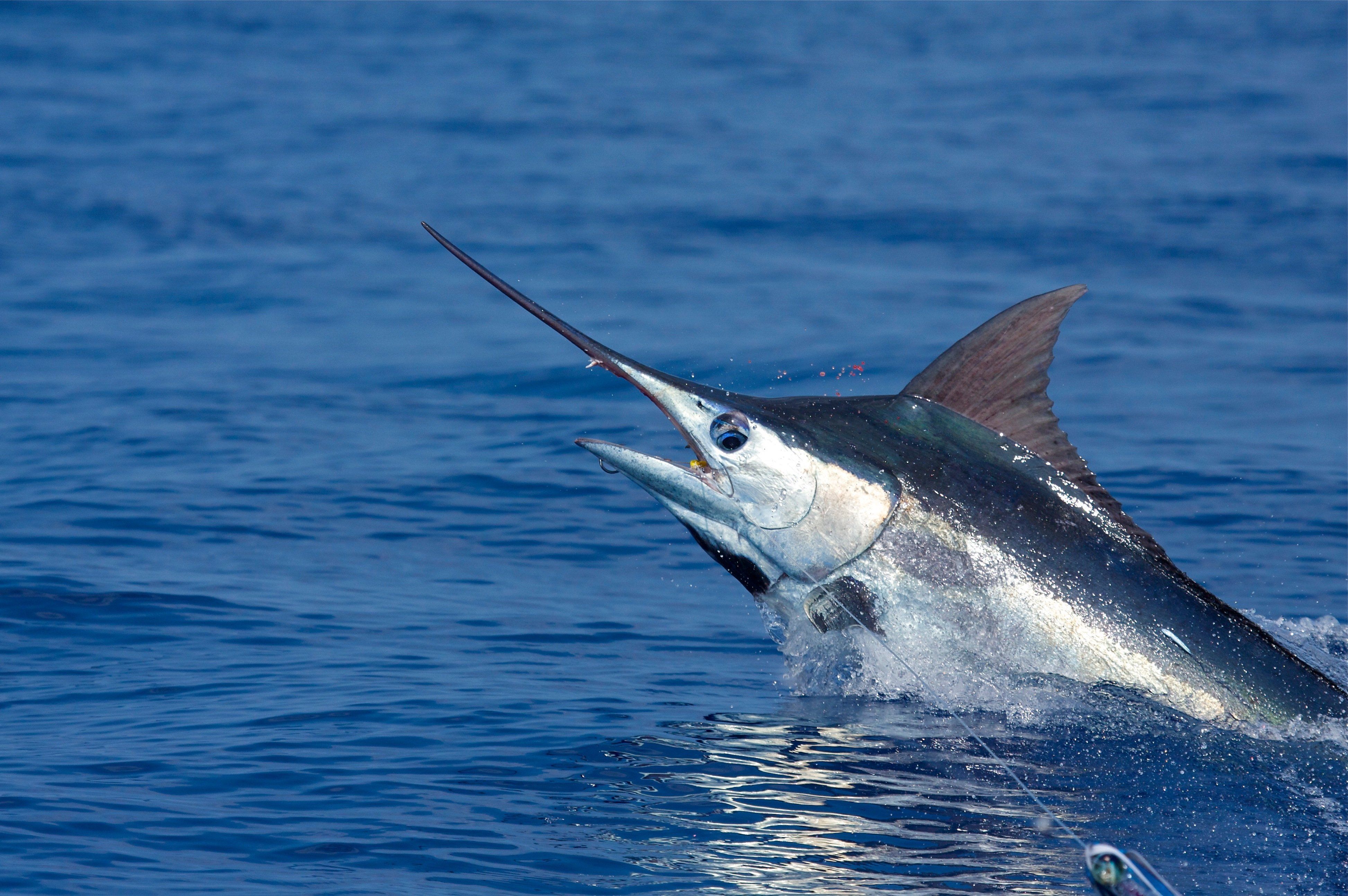 Pesce spada che salta dall'acqua, 3892x2586 4K, Desktop 4K