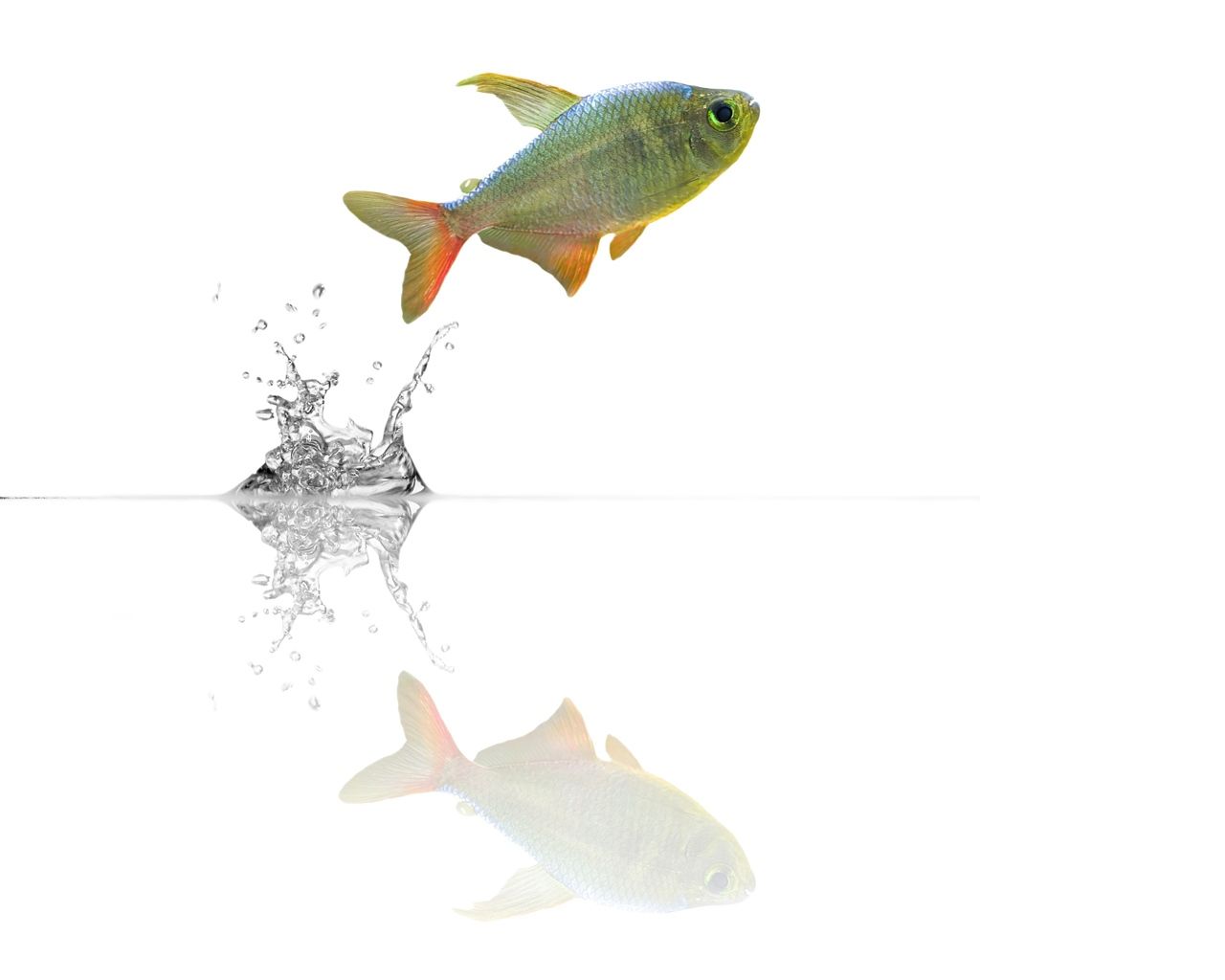Pesce che salta dall'acqua, 1280x1024 720p, Laptop