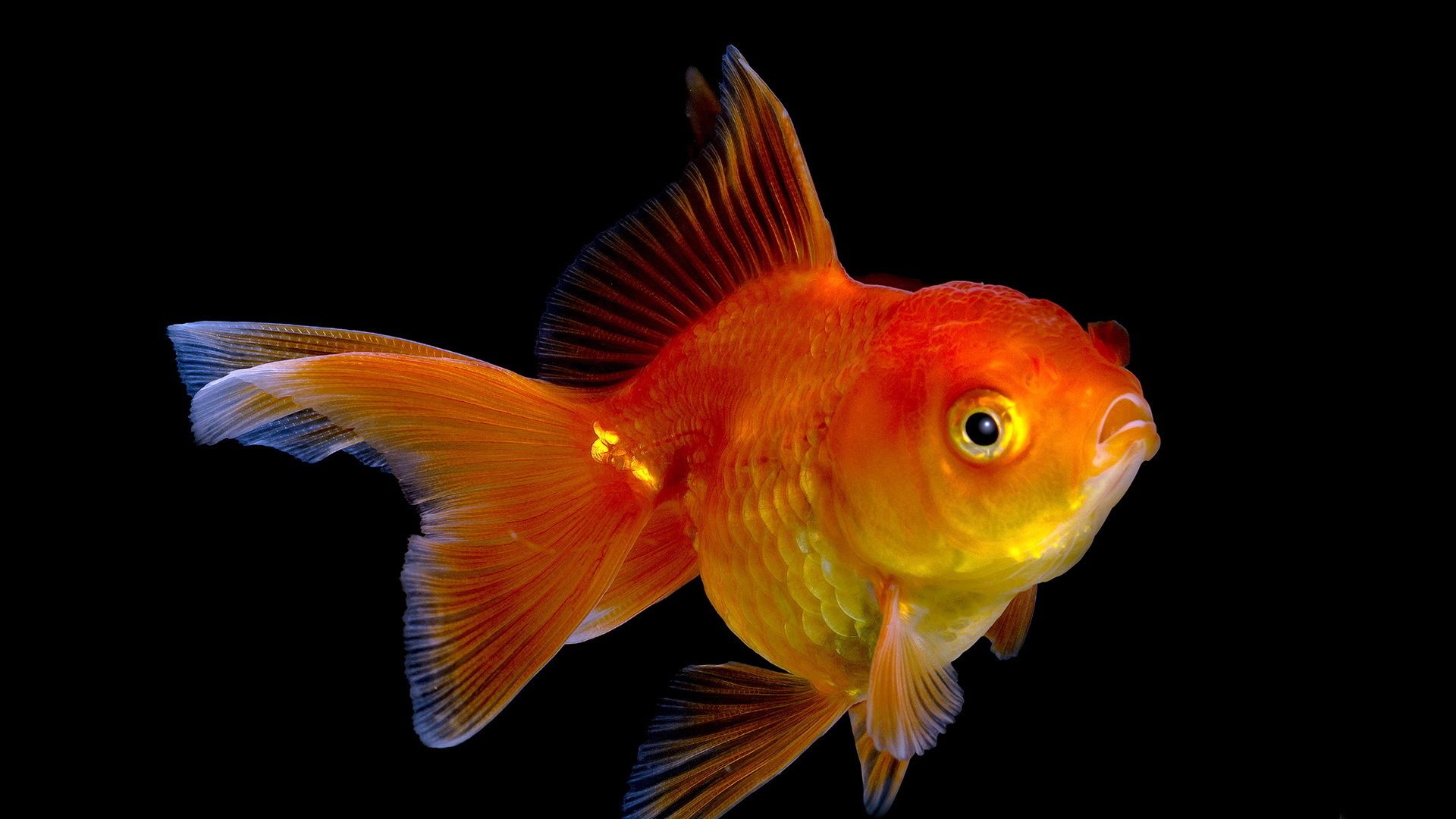 Pesce rosso su sfondo nero, 1920x1080 1080p, PC