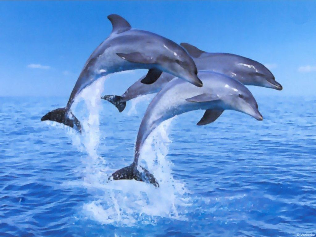 Marlin nero che salta, 1877x1408 HD, PC