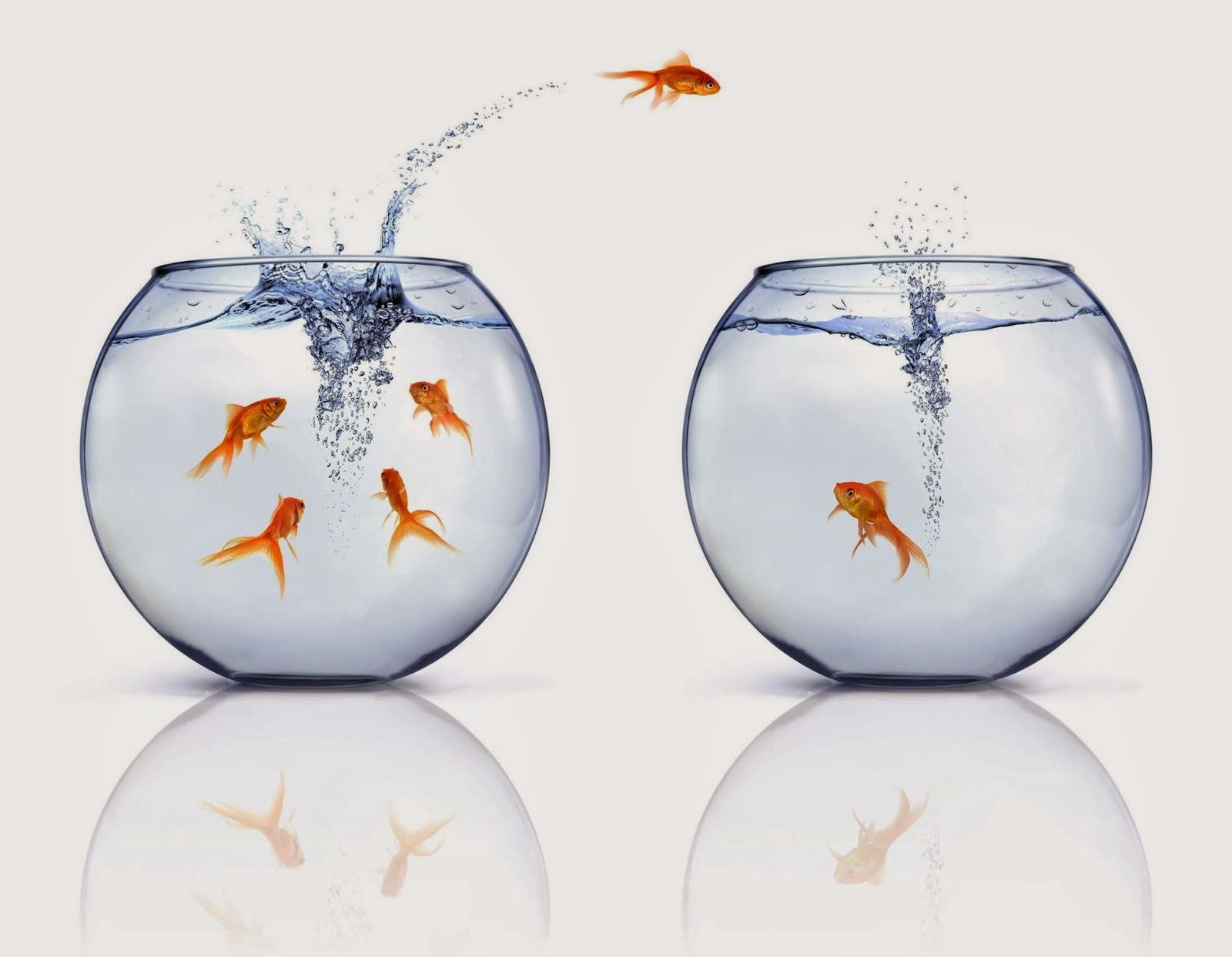 Luccio salta fuori dall'acqua, 1332x850 HD, Desktop