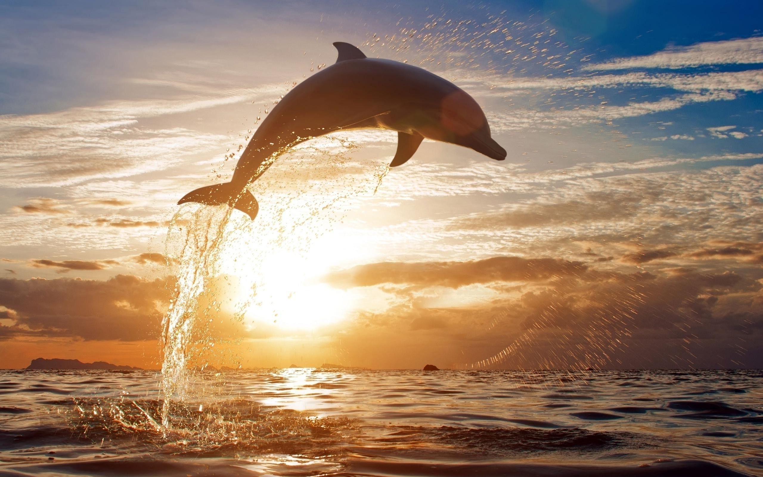 Delfino che salta al tramonto, 2560x1600 2K+, PC
