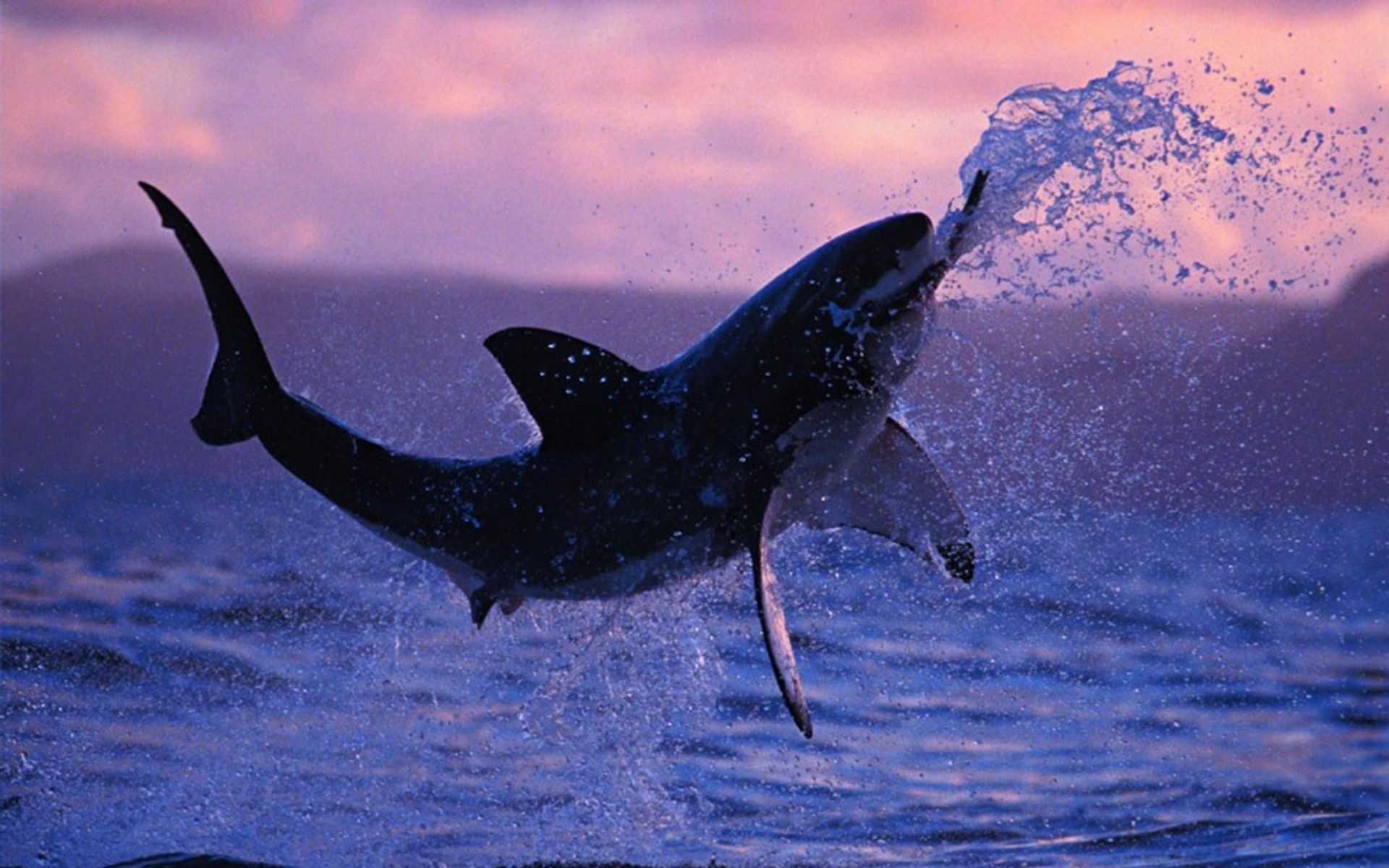 Delfino che salta oceano, 1600x900 HD Ready, Desktop