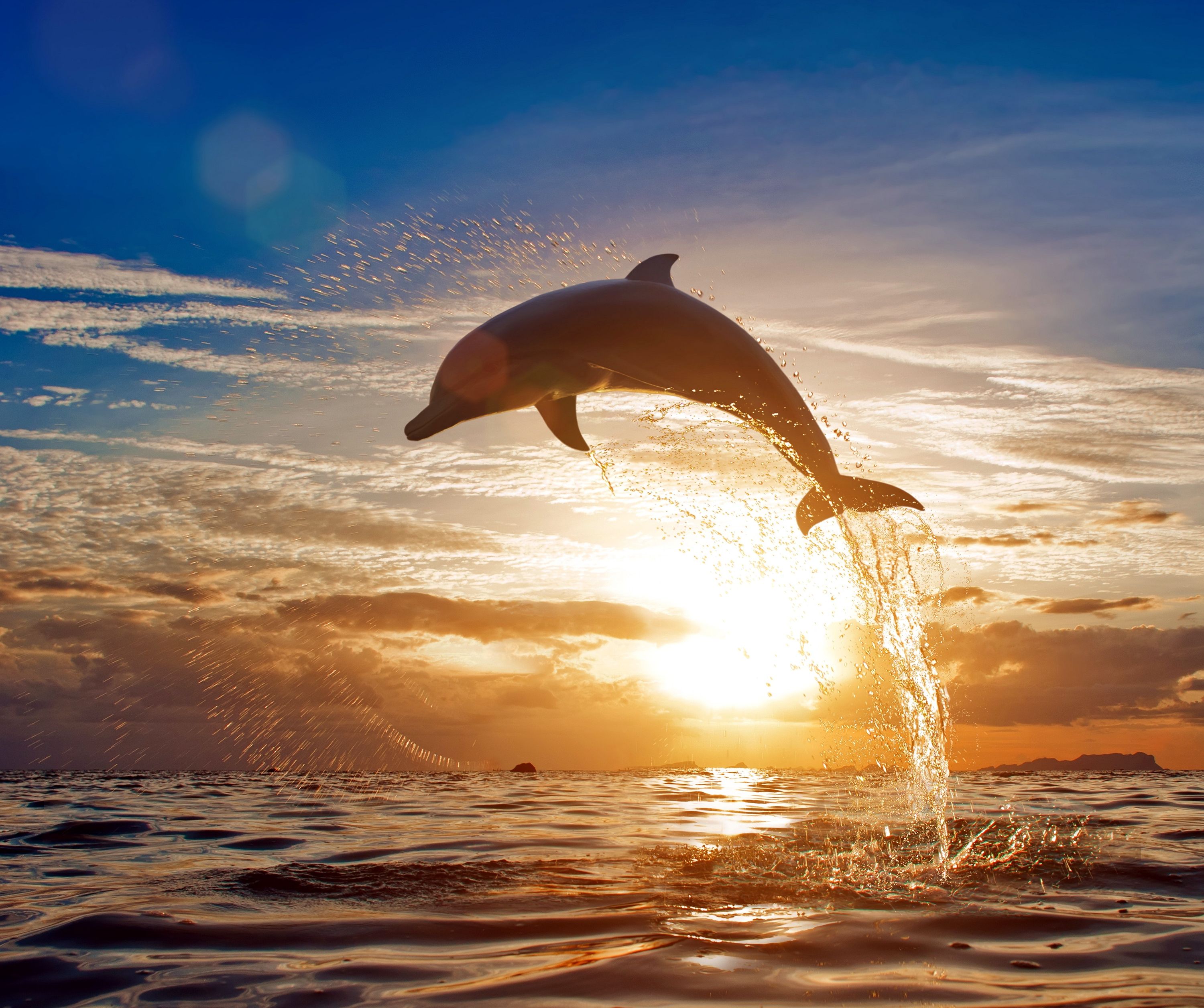 Delfino che salta al tramonto, 3000x2513 2K, Desktop