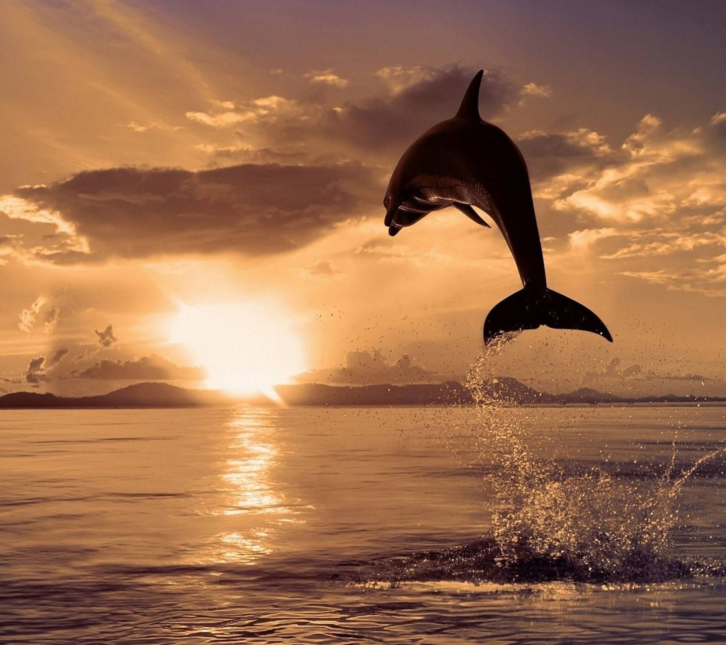 Delfino che salta al tramonto, 1440x1280 HD, Desktop
