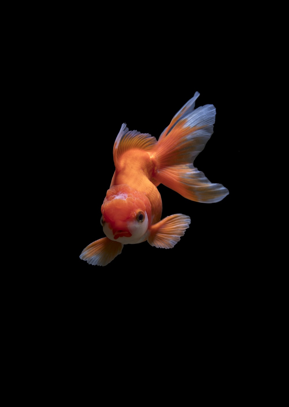 pesce rosso su nero, 1000x1408 Verticale, Xiaomi