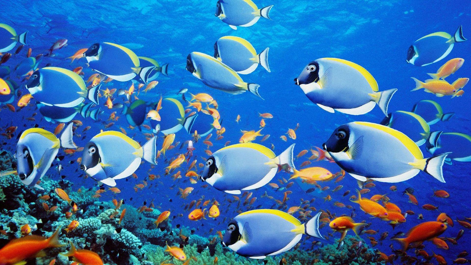 banco pesci chirurgo blu, 1920x1080 Full HD, Desktop