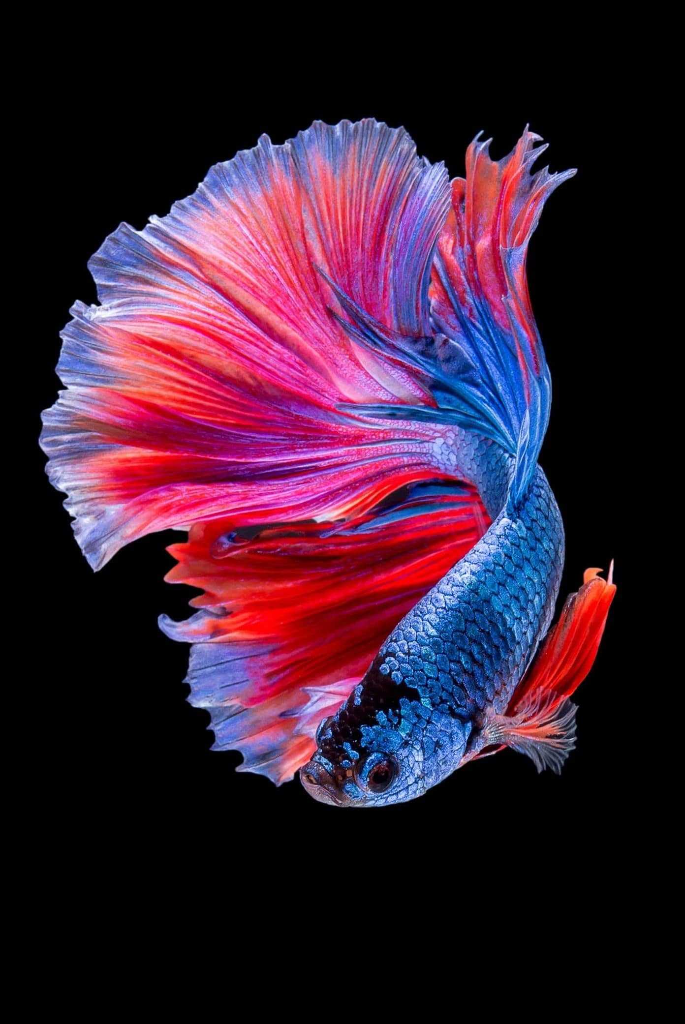 pesce betta rosso blu, 1392x2082 Full HD Verticale, Smartphone