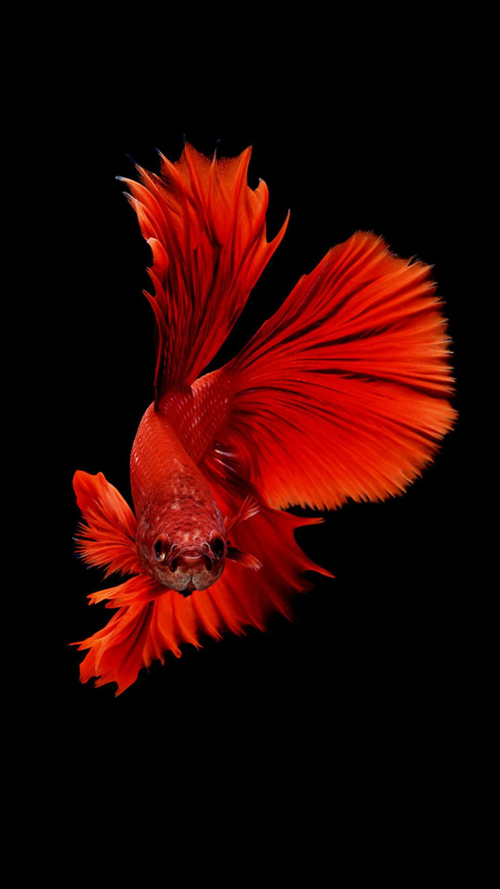 pesce betta rosso su nero, 720x1280 Full HD Verticale, iPhone
