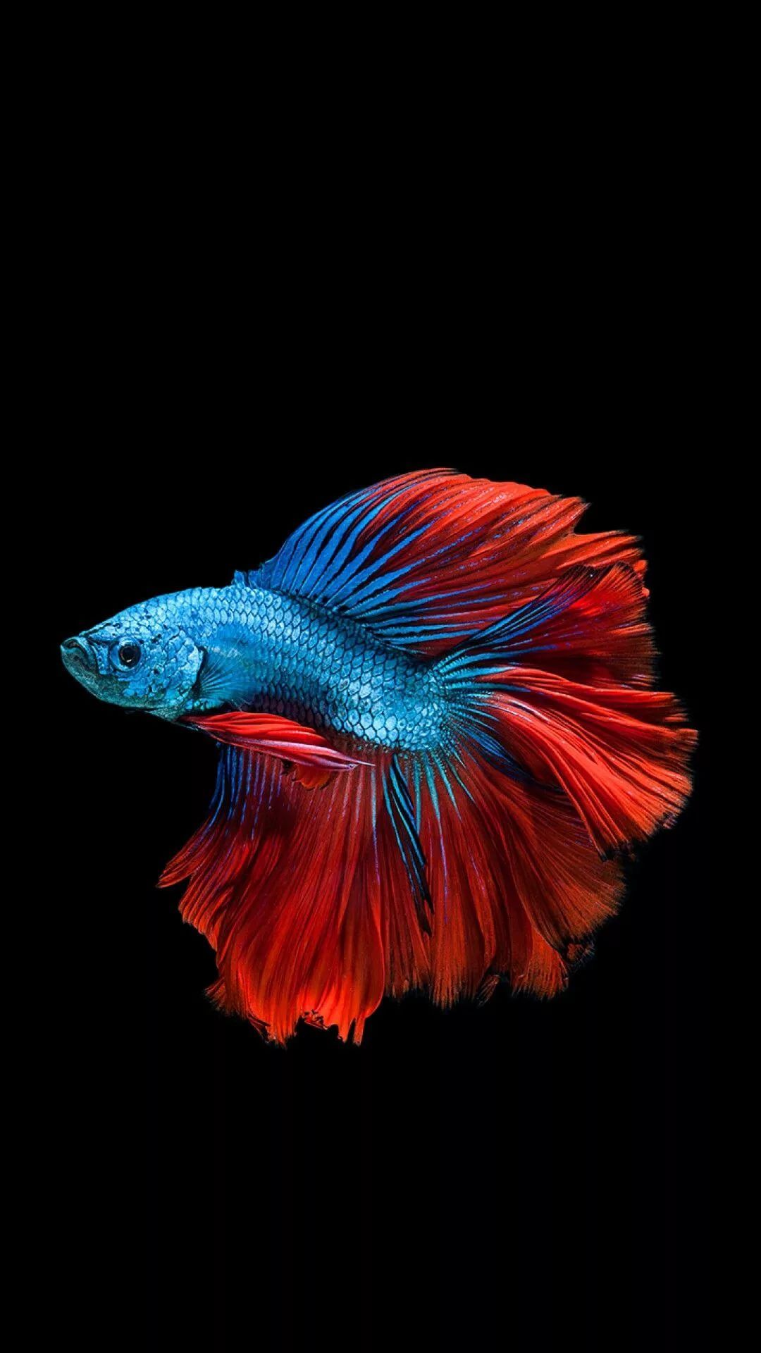 pesce betta blu rosso, 1080x1920 Verticale, Mobile