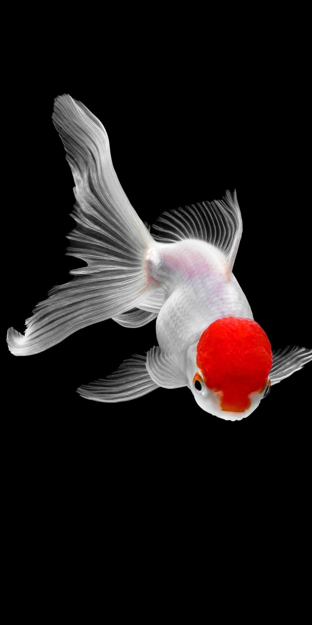 pesce rosso testa rossa nero, 1080x2160 Full HD Verticale, Smartphone