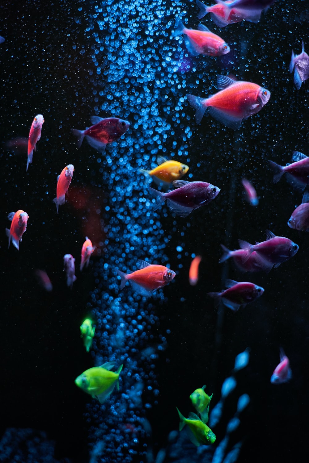 pesci tetra fluo acquario, 1000x1500 Full HD Verticale, iPhone