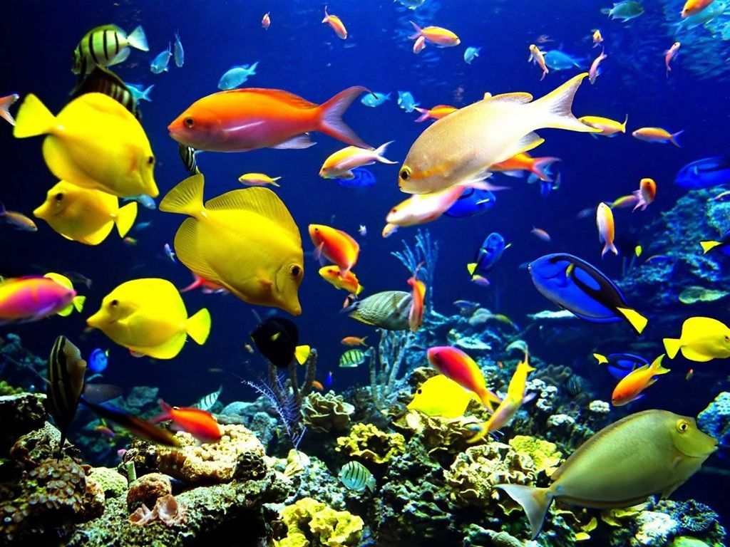 banco pesci tropicali gialli, 1024x768 HD, Desktop
