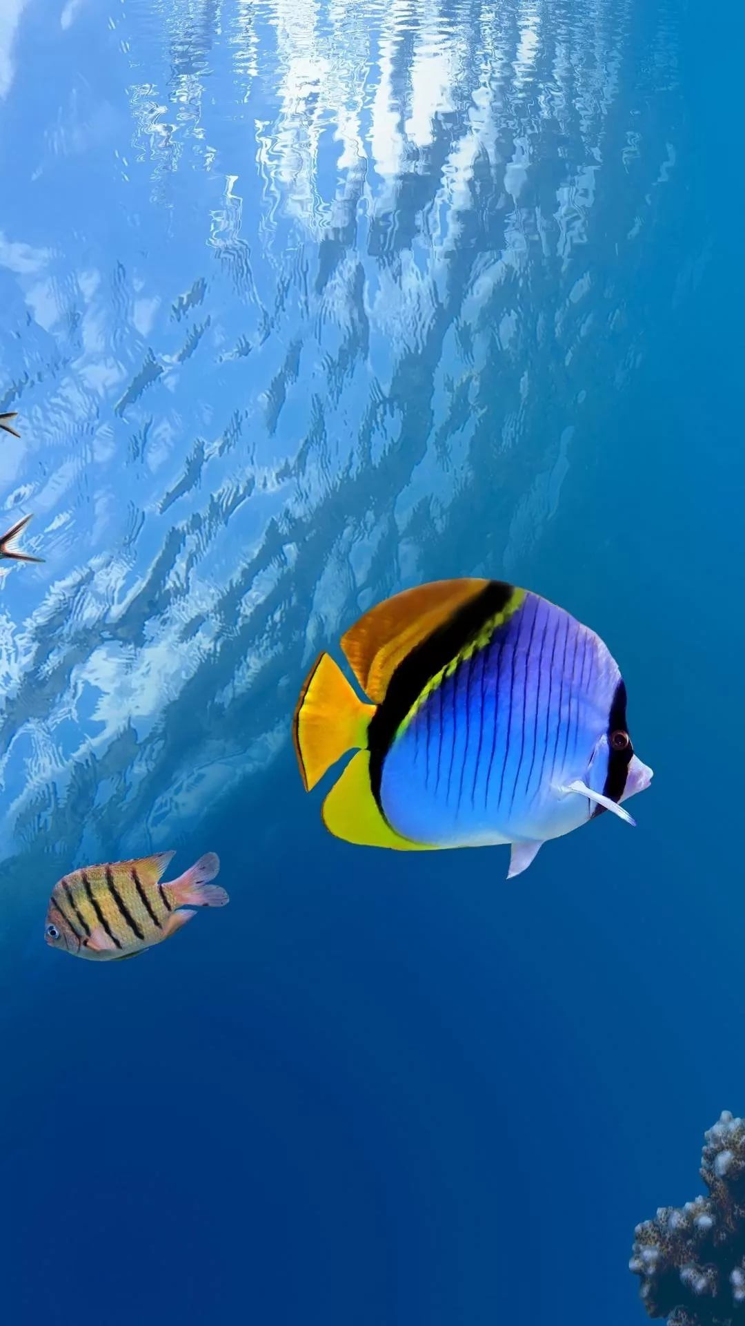 pesce farfalla mare blu, 1080x1920 Full HD Verticale, Smartphone