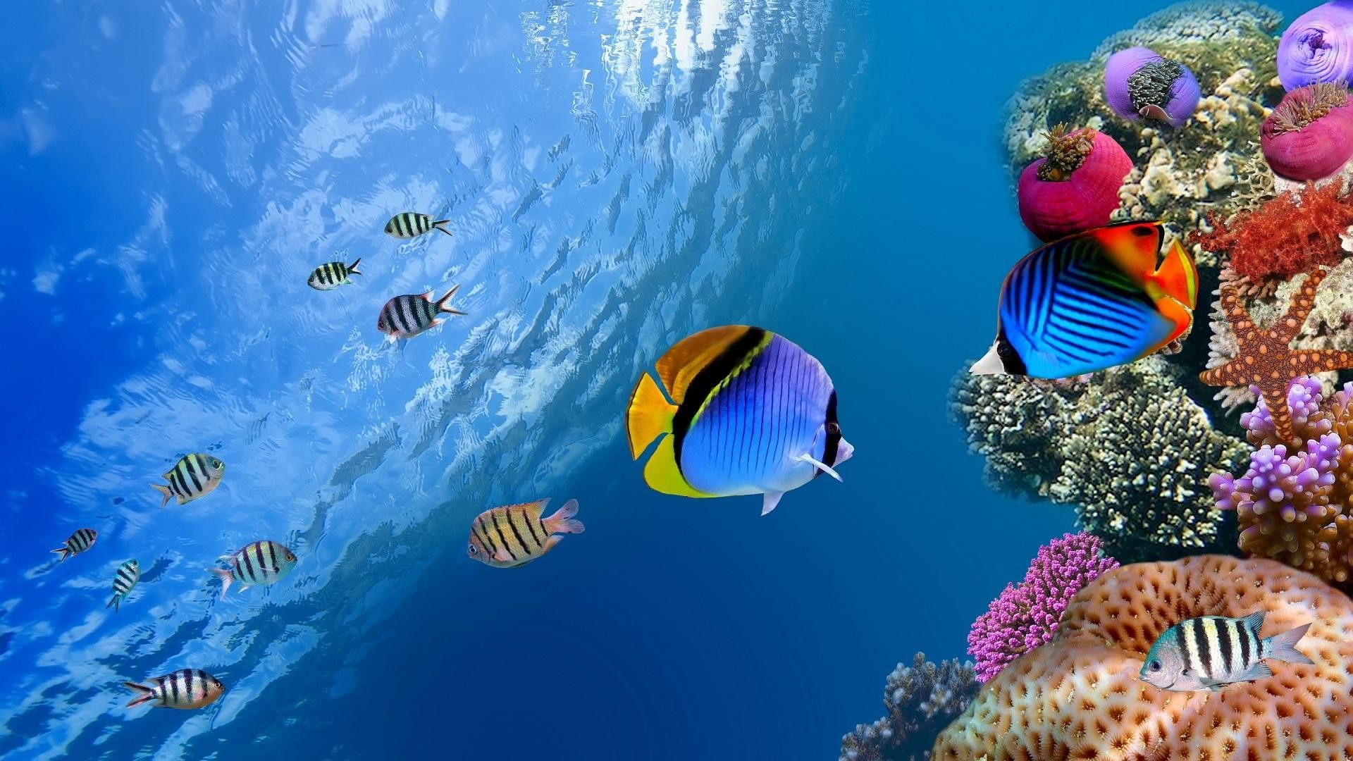 pesce farfalla barriera corallina, 1920x1080 Full HD 1080p, Laptop