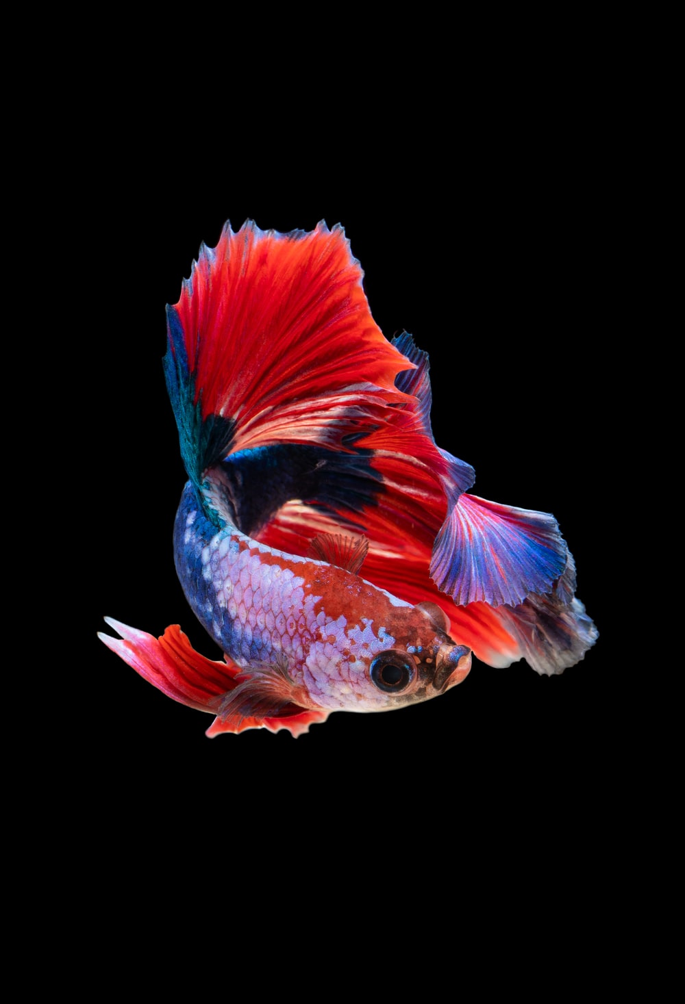 pesce betta rosso blu nero, 1000x1467 Full HD Verticale, Samsung Galaxy