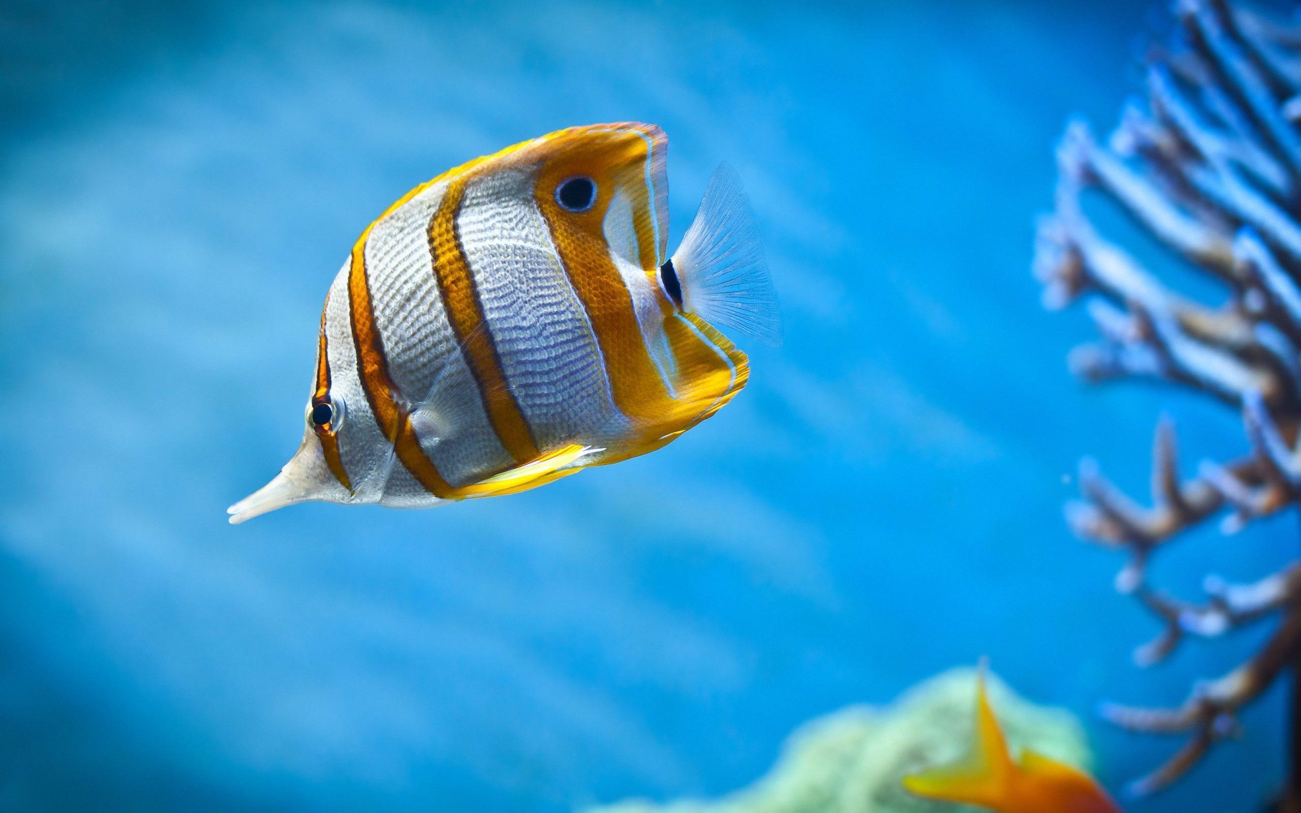 pesce farfalla becco giallo, 2560x1600 2K, Desktop