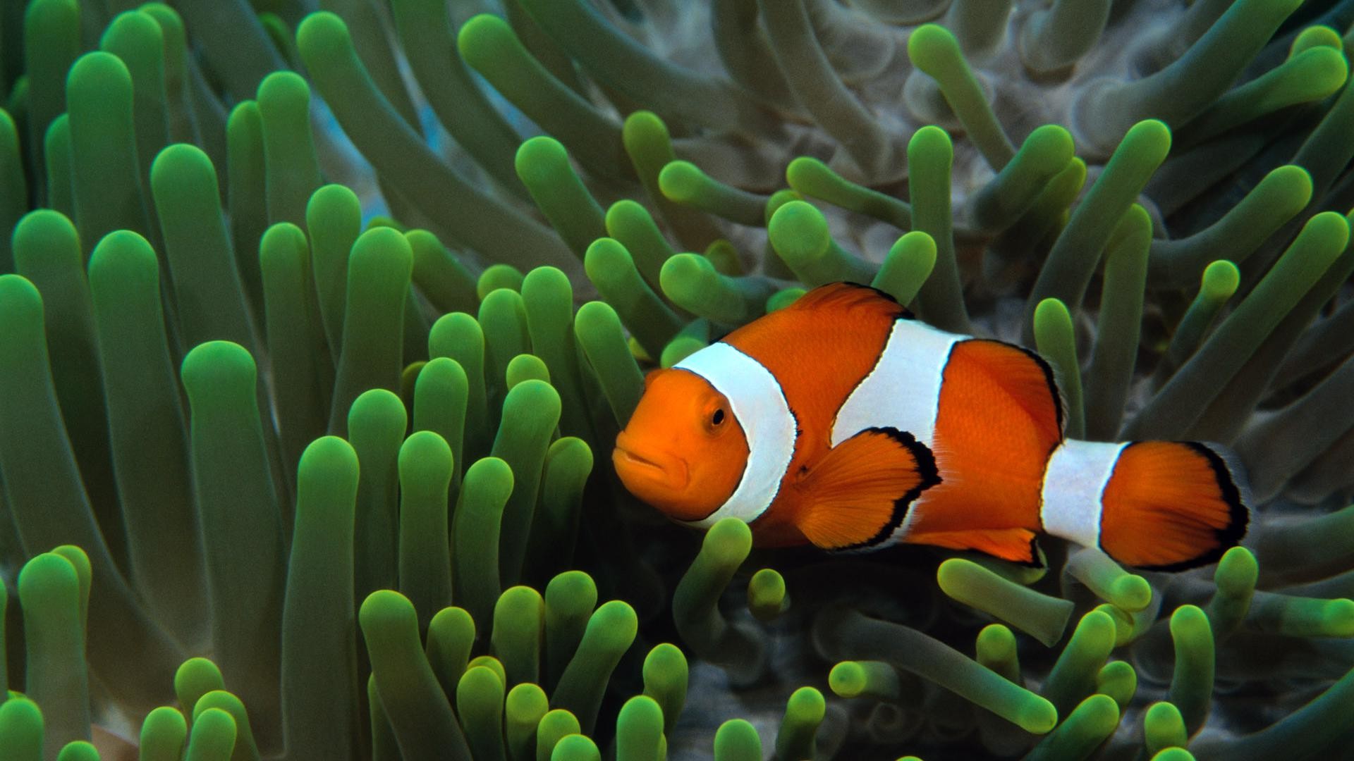 pesce pagliaccio anemone verde, 1920x1080 Full HD, Laptop