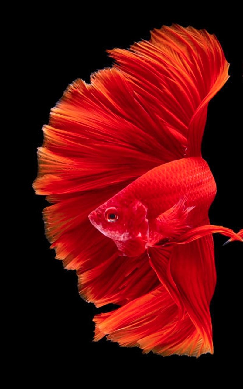 pesce betta rosso su nero, 800x1280 Verticale, Telefono