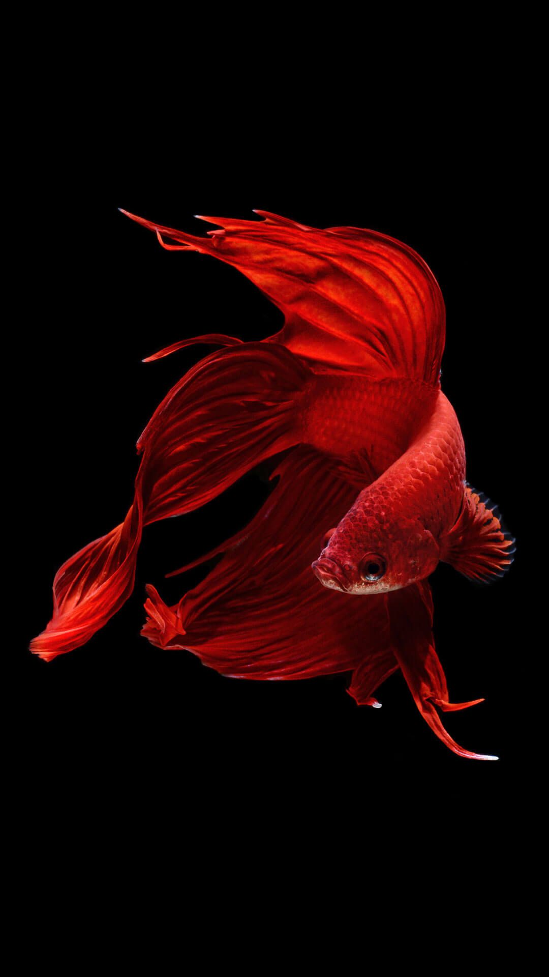 pesce betta rosso su nero, 1080x1920 Full HD Verticale, iPhone