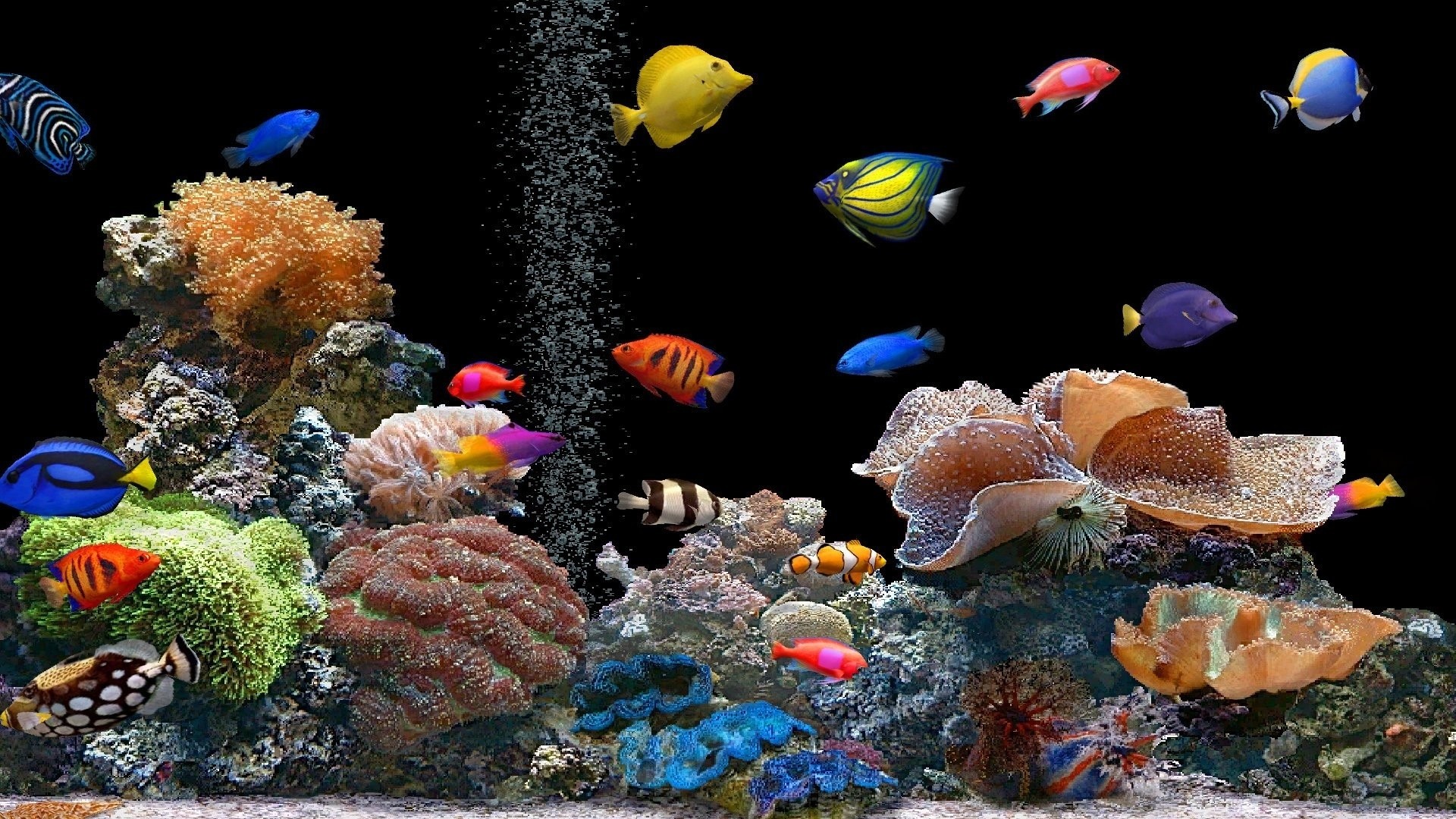 acquario pesci tropicali corallo, 1920x1080 Full HD 1080p, Desktop