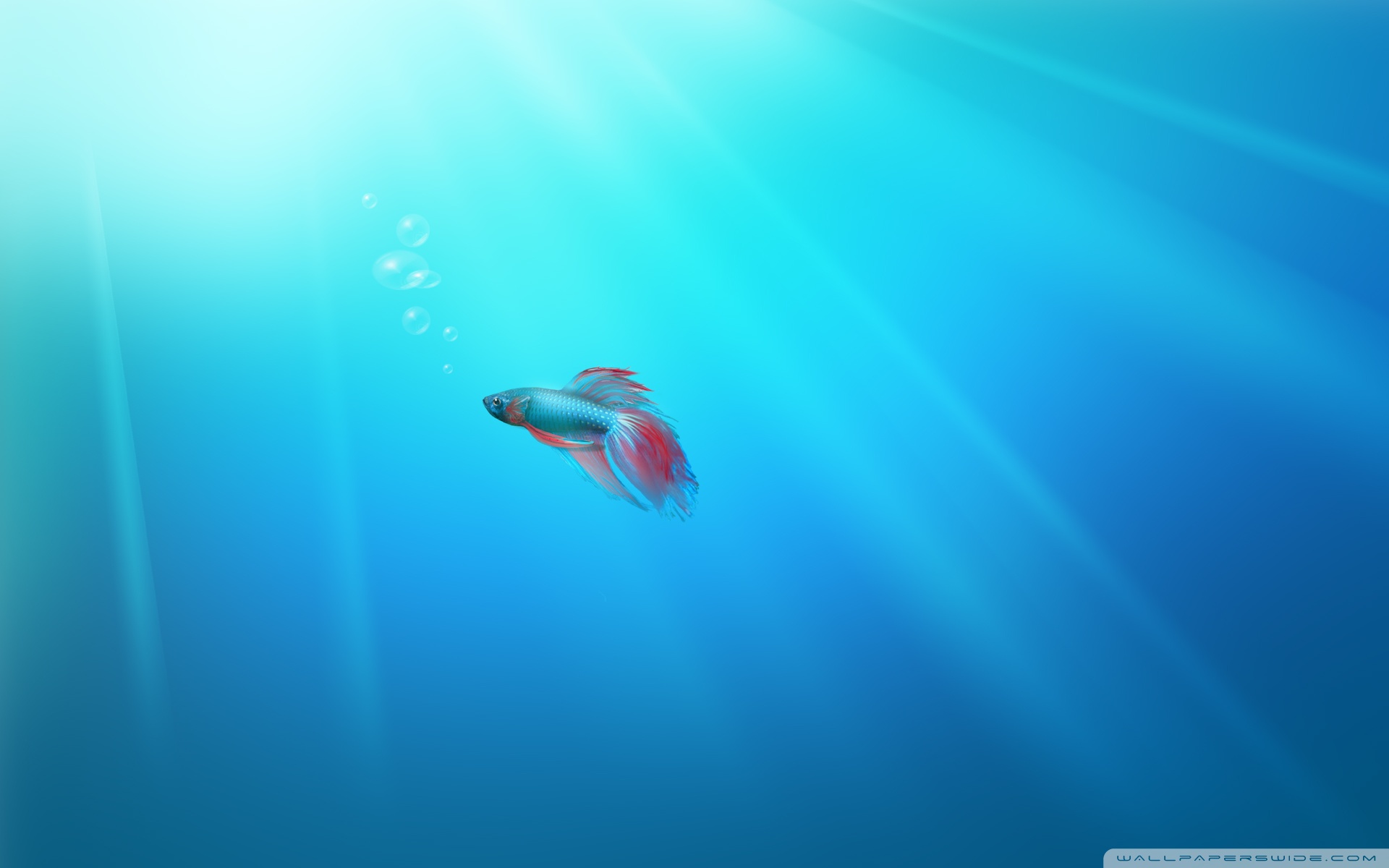 pesce betta acqua azzurra raggi, 1920x1200 Full HD+ WUXGA, PC Desktop