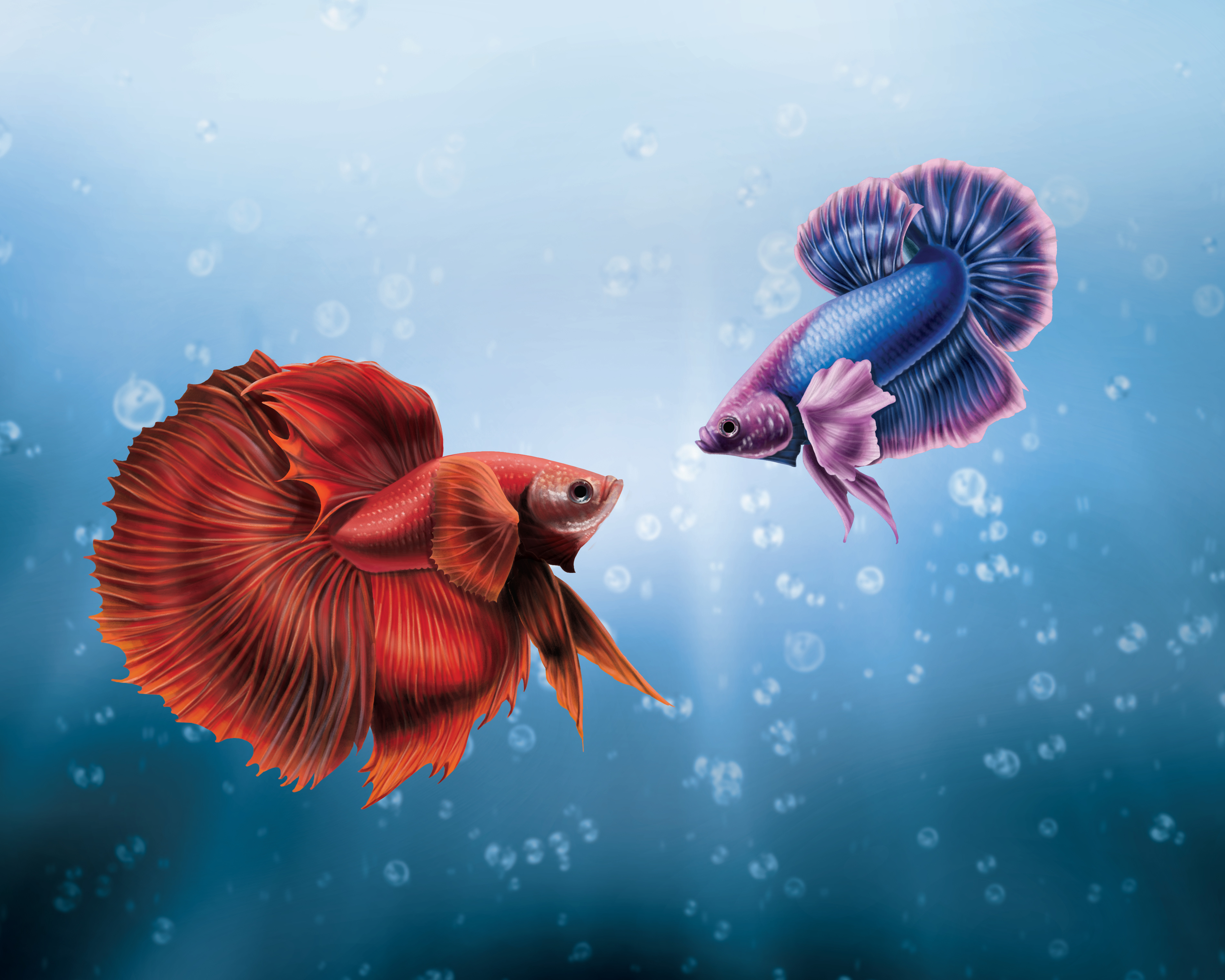 betta rosso e blu bolle, 3797x3038 WQXGA, Monitor Gaming