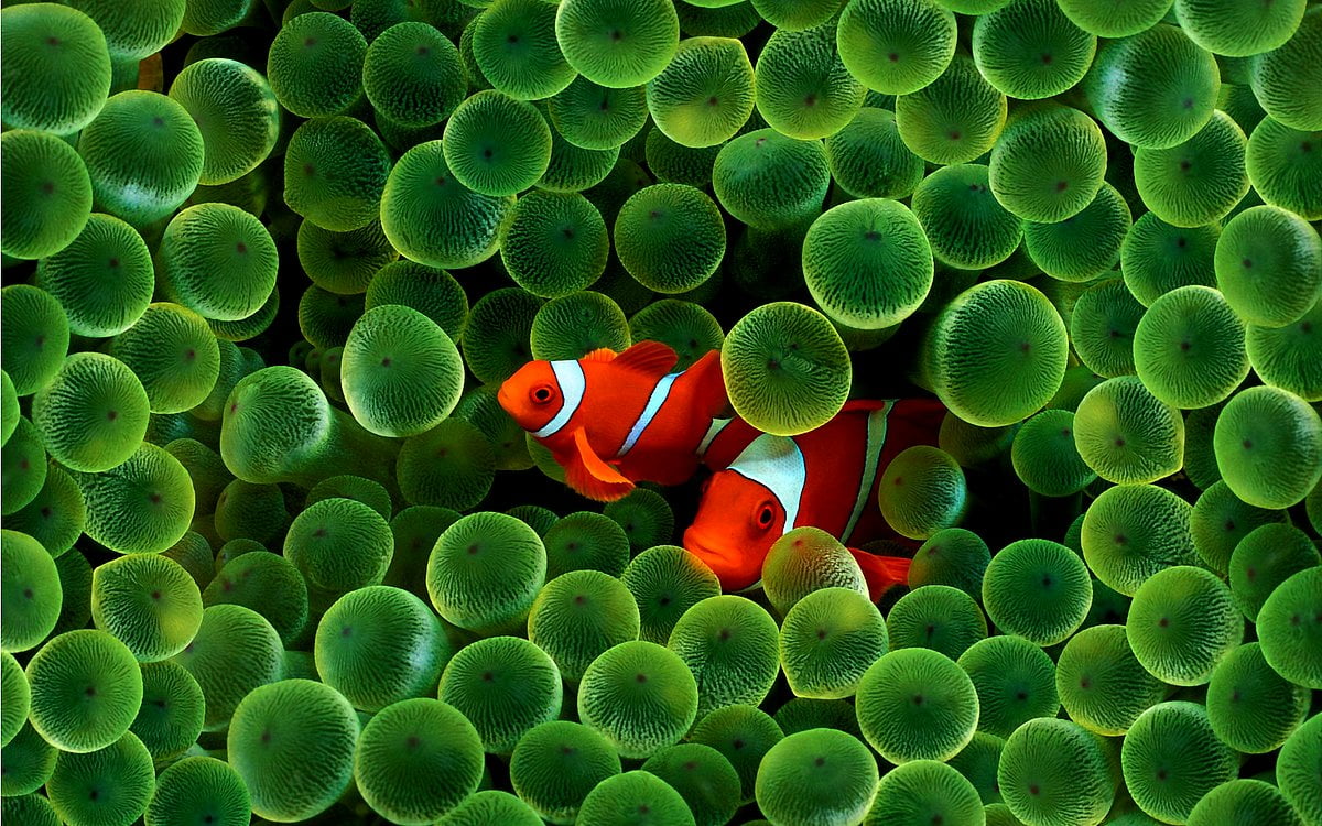 pesce pagliaccio anemone verde, 1200x750 HD, Desktop