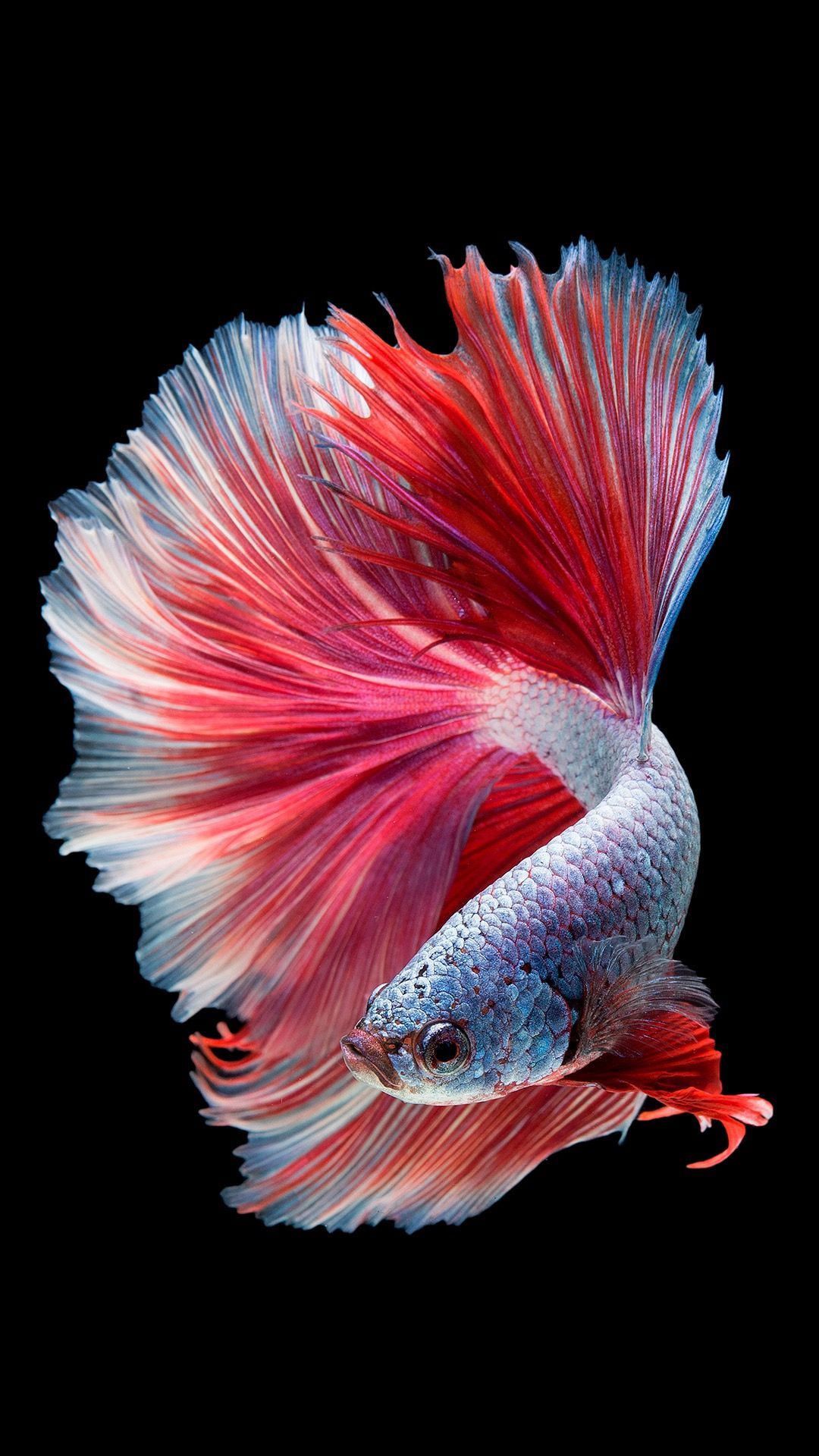 pesce betta rosso azzurro, 1080x1920 Full HD Verticale, iPhone
