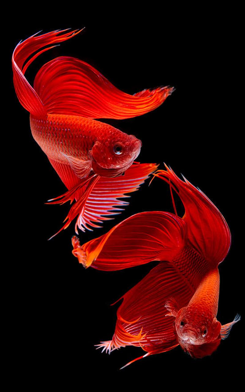 due pesci betta rossi, 800x1280 Full HD Verticale, iPhone