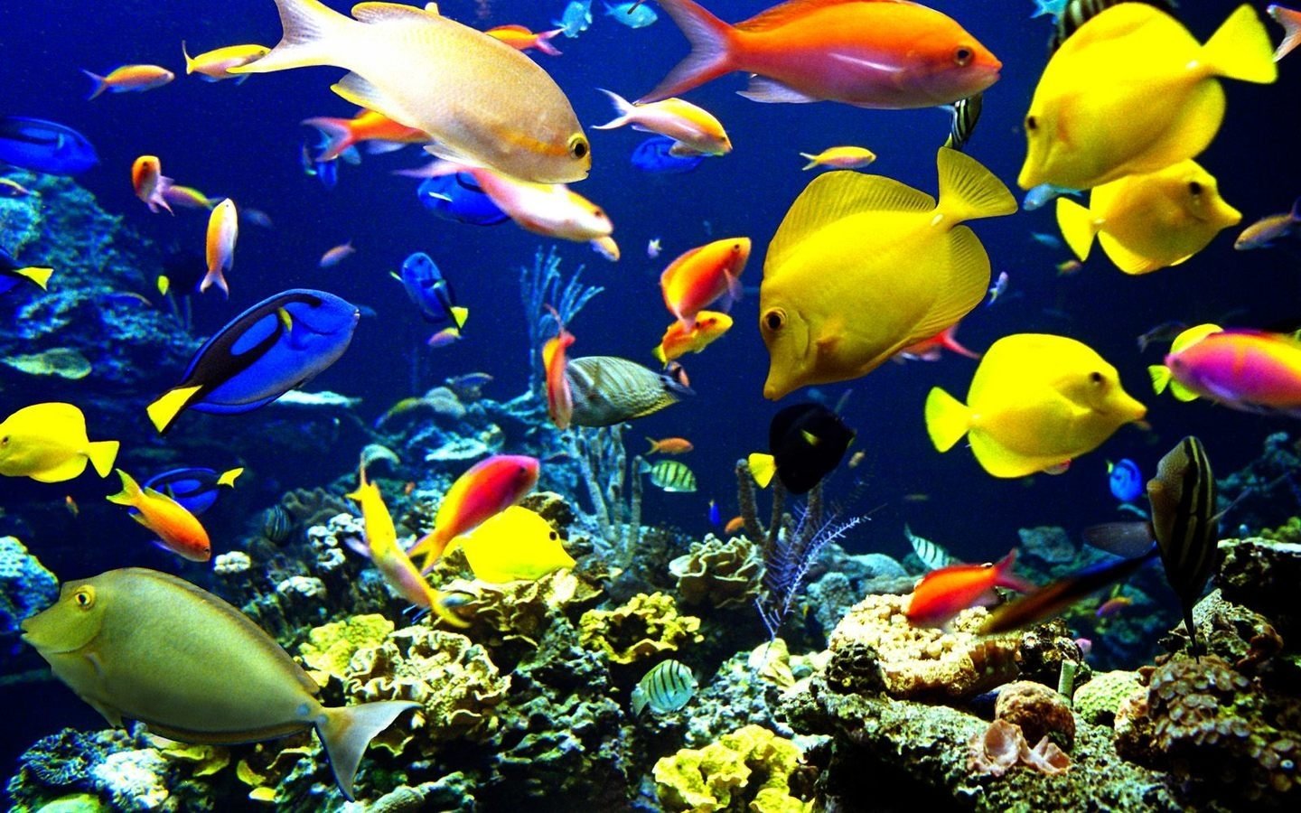 acquario pesci tropicali gialli, 1440x900 720p, PC