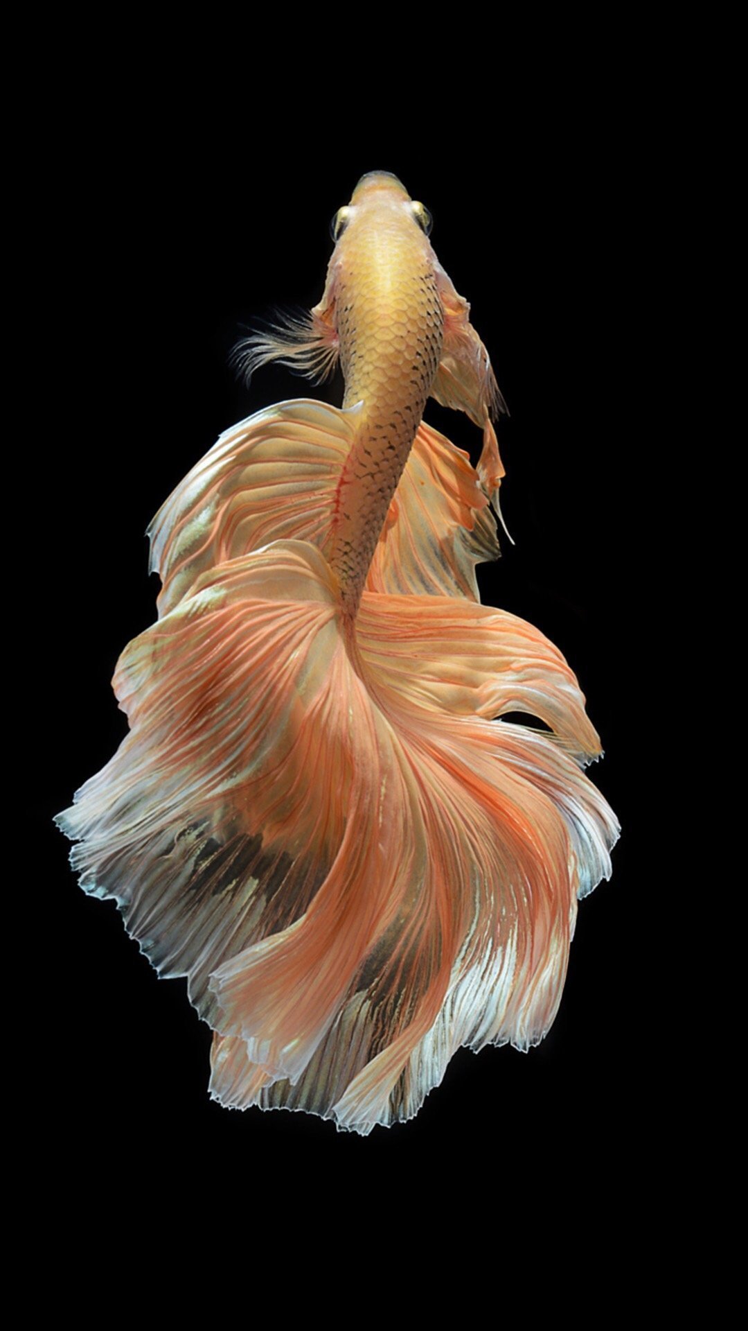 pesce betta dorato su nero, 1080x1920 Verticale, Mobile