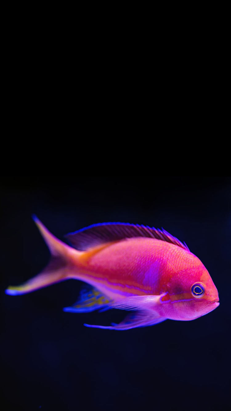 pesce anthias rosa su nero, 750x1334 Full HD Verticale, iPhone